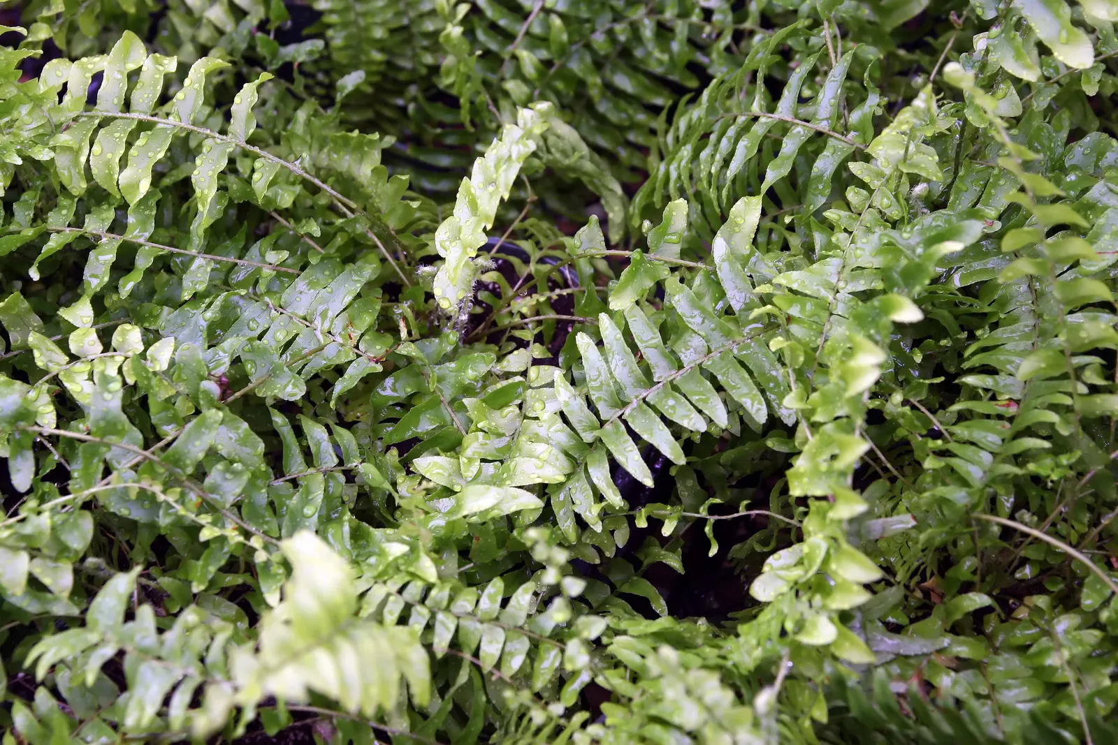 Tropical Sword Fern (Nephrolepis Exaltata) — or as a groundcover in shaded gardens