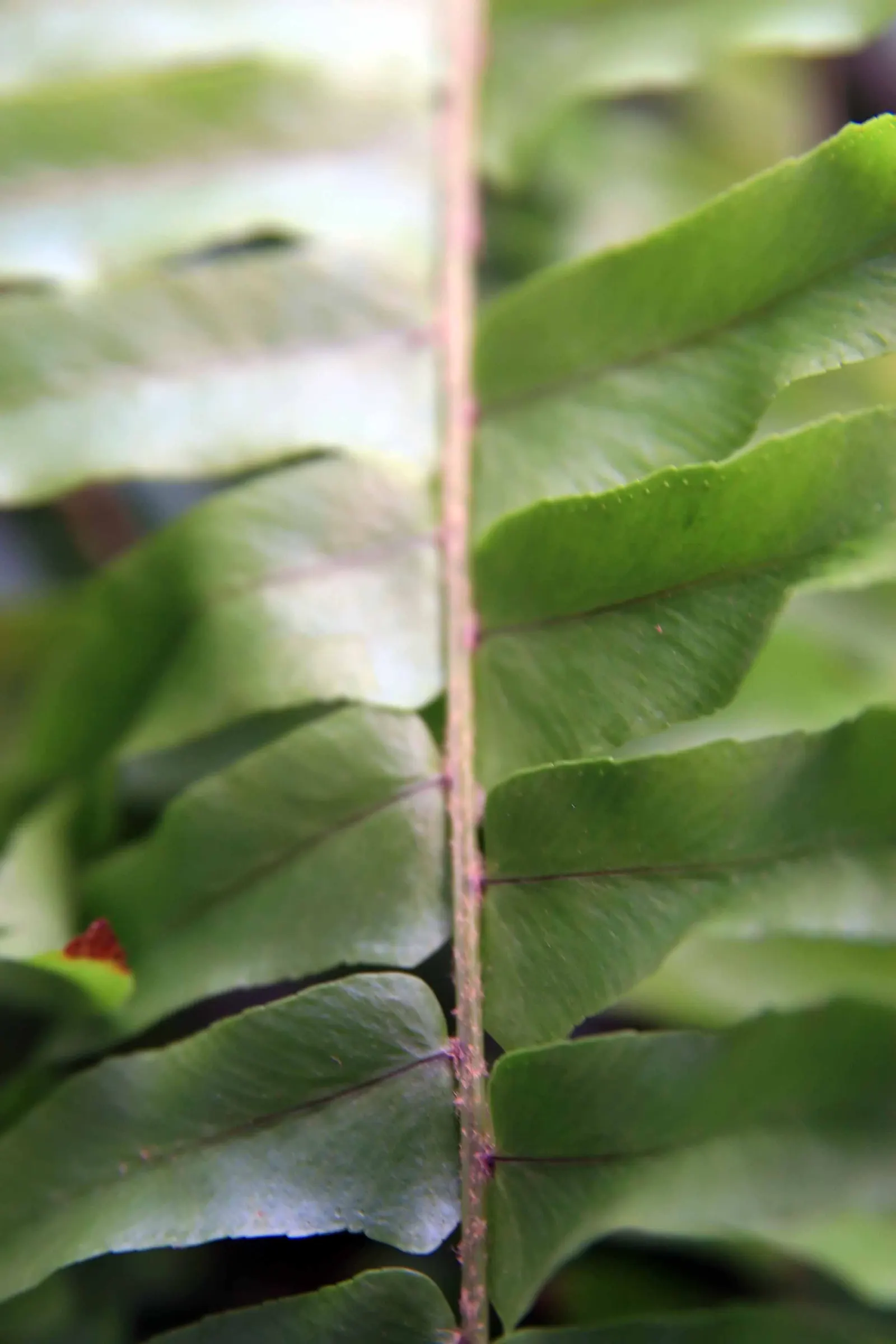 Tropical Sword Fern (Nephrolepis Exaltata) — is an evergreen perennial fern reaching 3-4 feet in height/width; particularly for its lush and, image 48