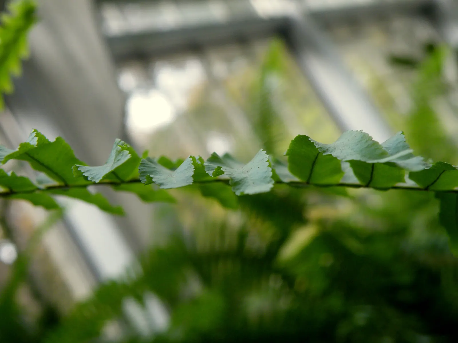 Tropical Sword Fern (Nephrolepis Exaltata) — With a hardiness range of USDA zones 9 to 11