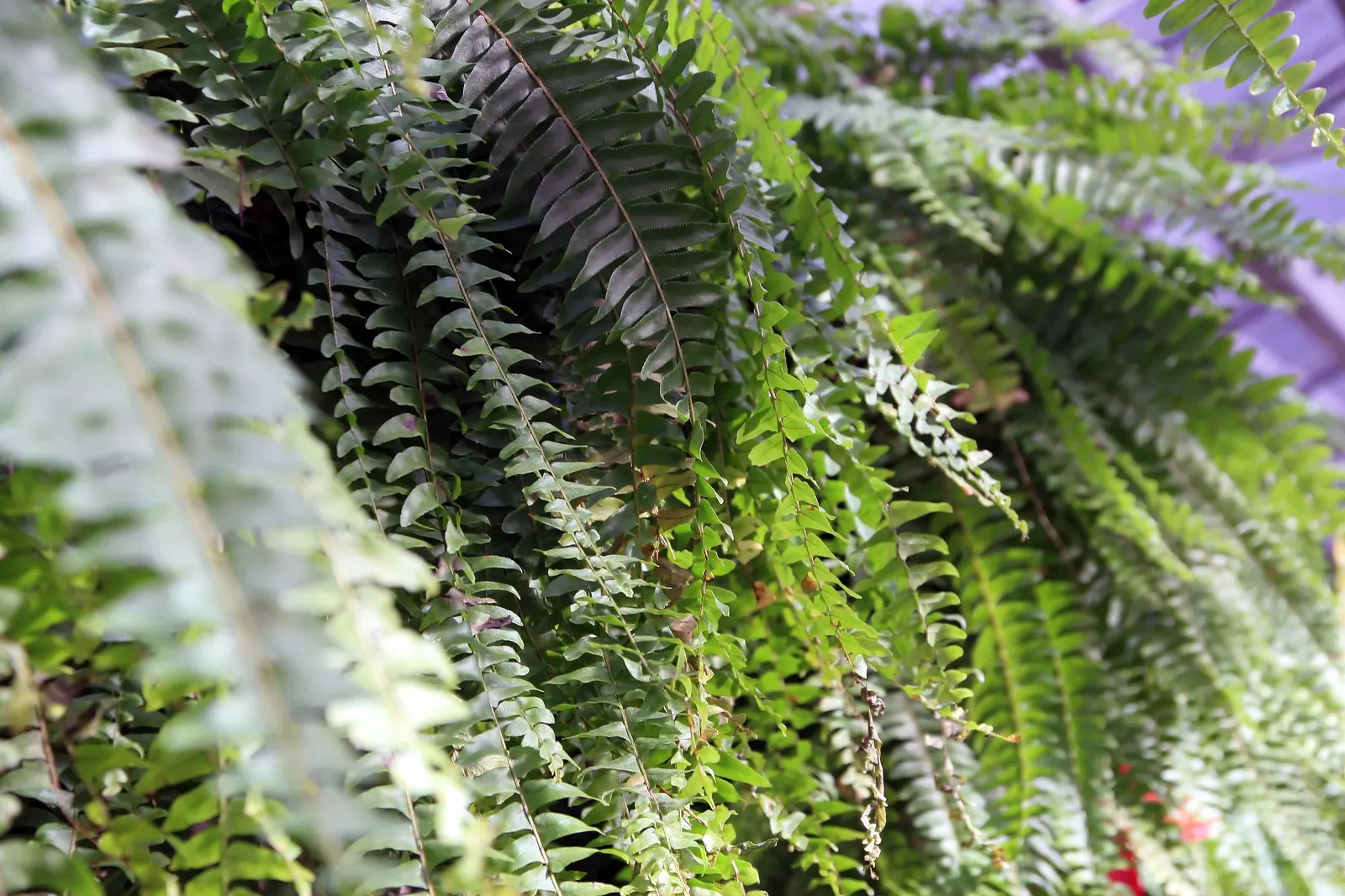Tropical Sword Fern (Nephrolepis Exaltata) — Its long, arching fronds create dense tufts, ideal for providing lush, tropical texture in shaded, image 72