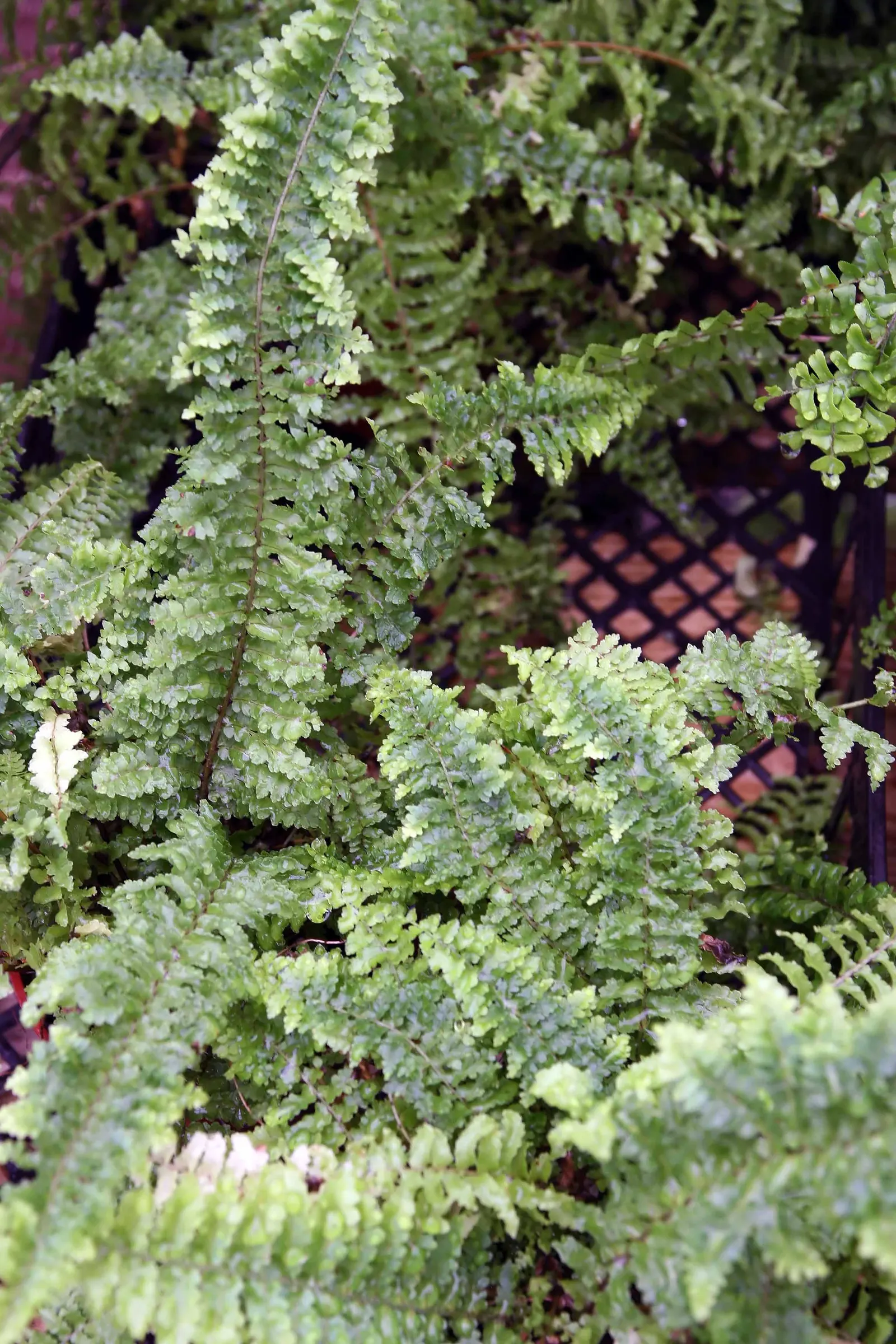 Tropical Sword Fern (Nephrolepis Exaltata) — Regular watering enhances its vibrant green foliage; fern for full or half or shade, image 53