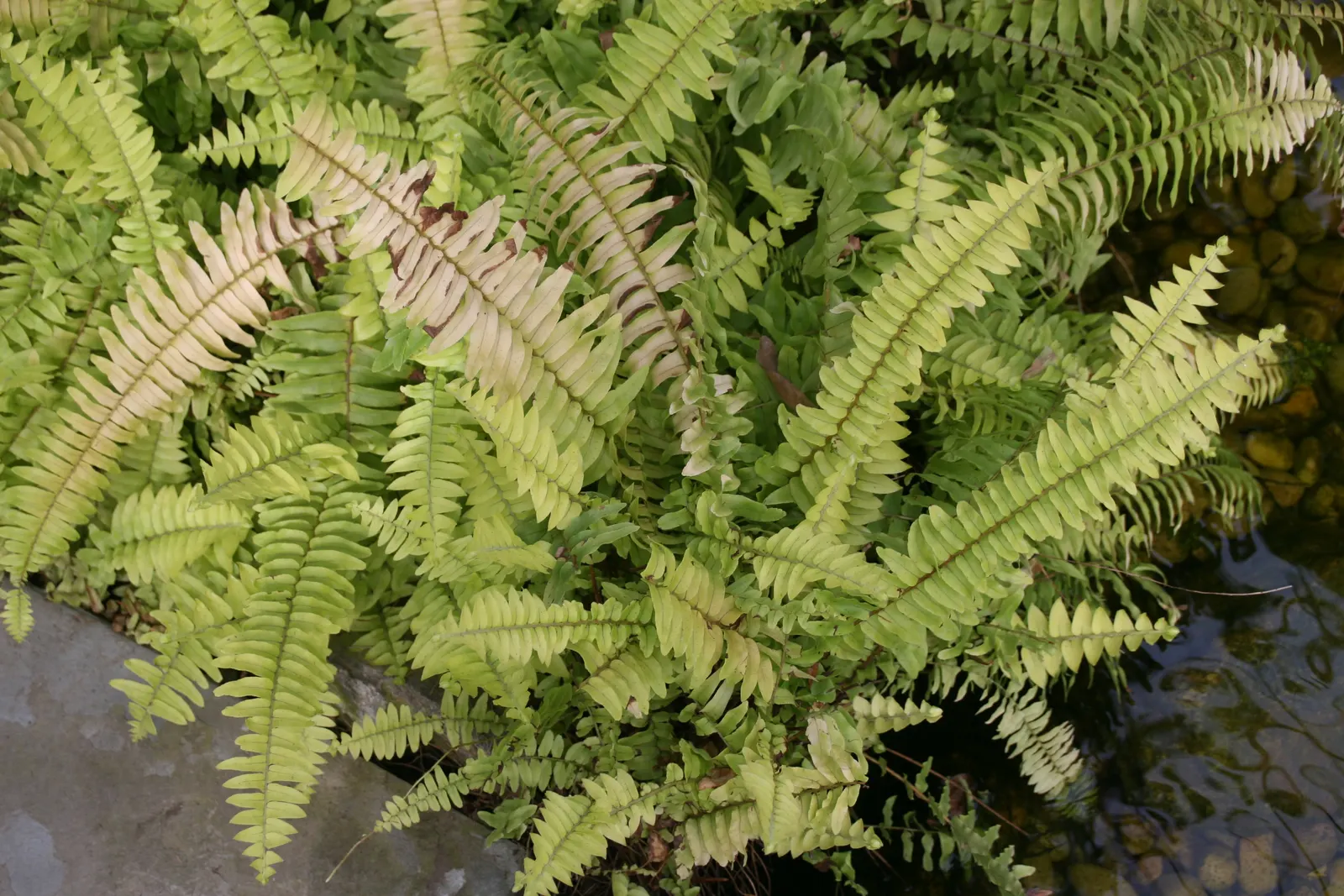 Tropical Sword Fern (Nephrolepis Exaltata) — commonly known as the Tropical Sword Fern; this fern thrives in moist, image 70