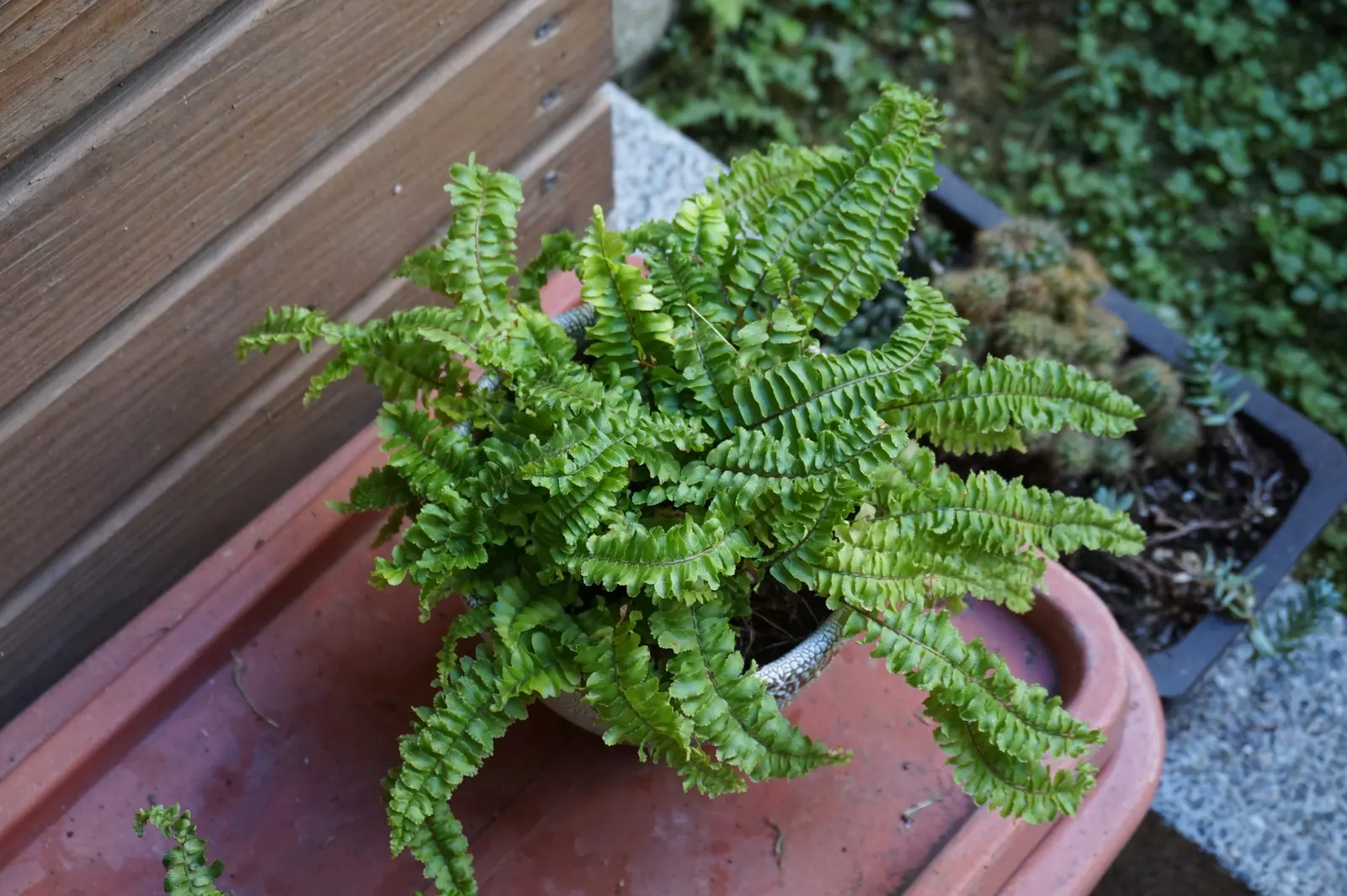 Tropical Sword Fern (Nephrolepis Exaltata) — allowing for a full-bodied appearance; consider its requirements for filtered light and regular, image 59