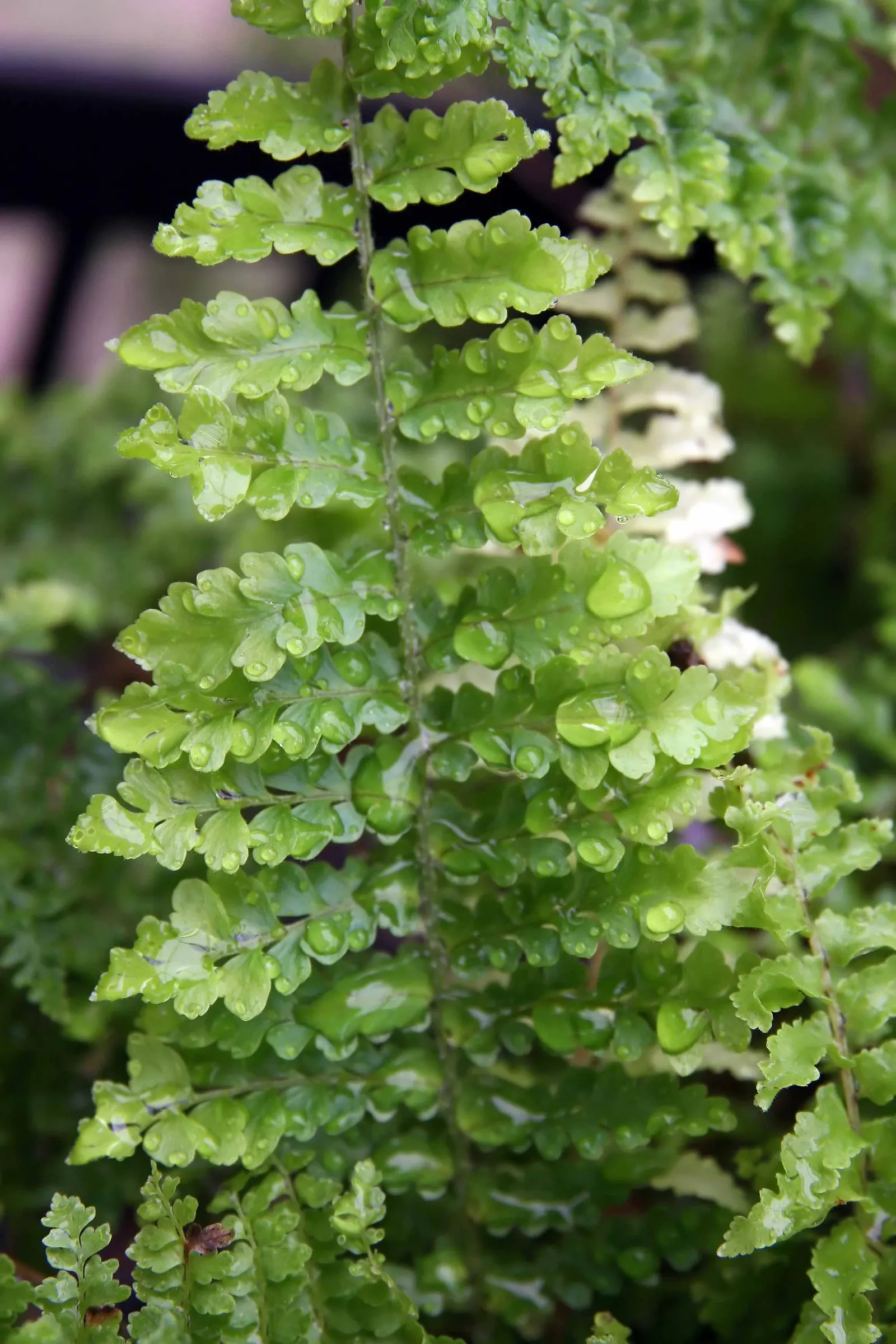 Tropical Sword Fern (Nephrolepis Exaltata) — The Tropical Sword Fern (Nephrolepis exaltata); regular watering enhances its vibrant green foliage, image 77