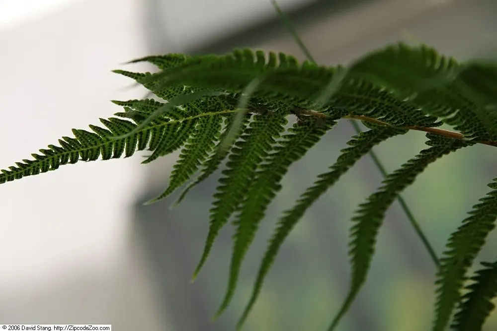 Tropical Sword Fern (Nephrolepis Exaltata) — further adding to its symmetrical appeal.<br><br>For optimal health; it's not drought-tolerant and should thus be