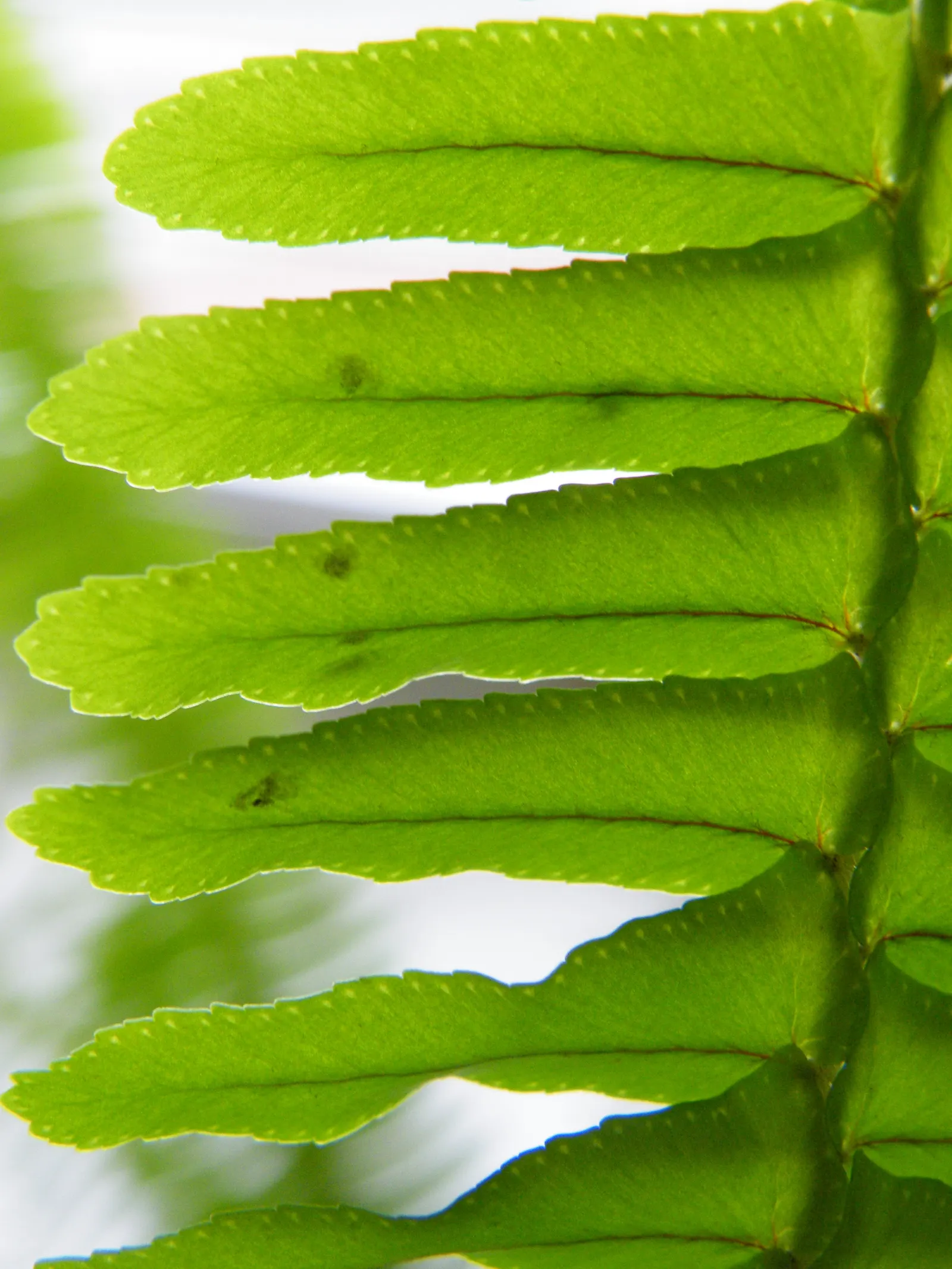 Tropical Sword Fern (Nephrolepis Exaltata) — is an evergreen perennial that enjoys widespread popularity in landscape design; or as a groundcover in shaded