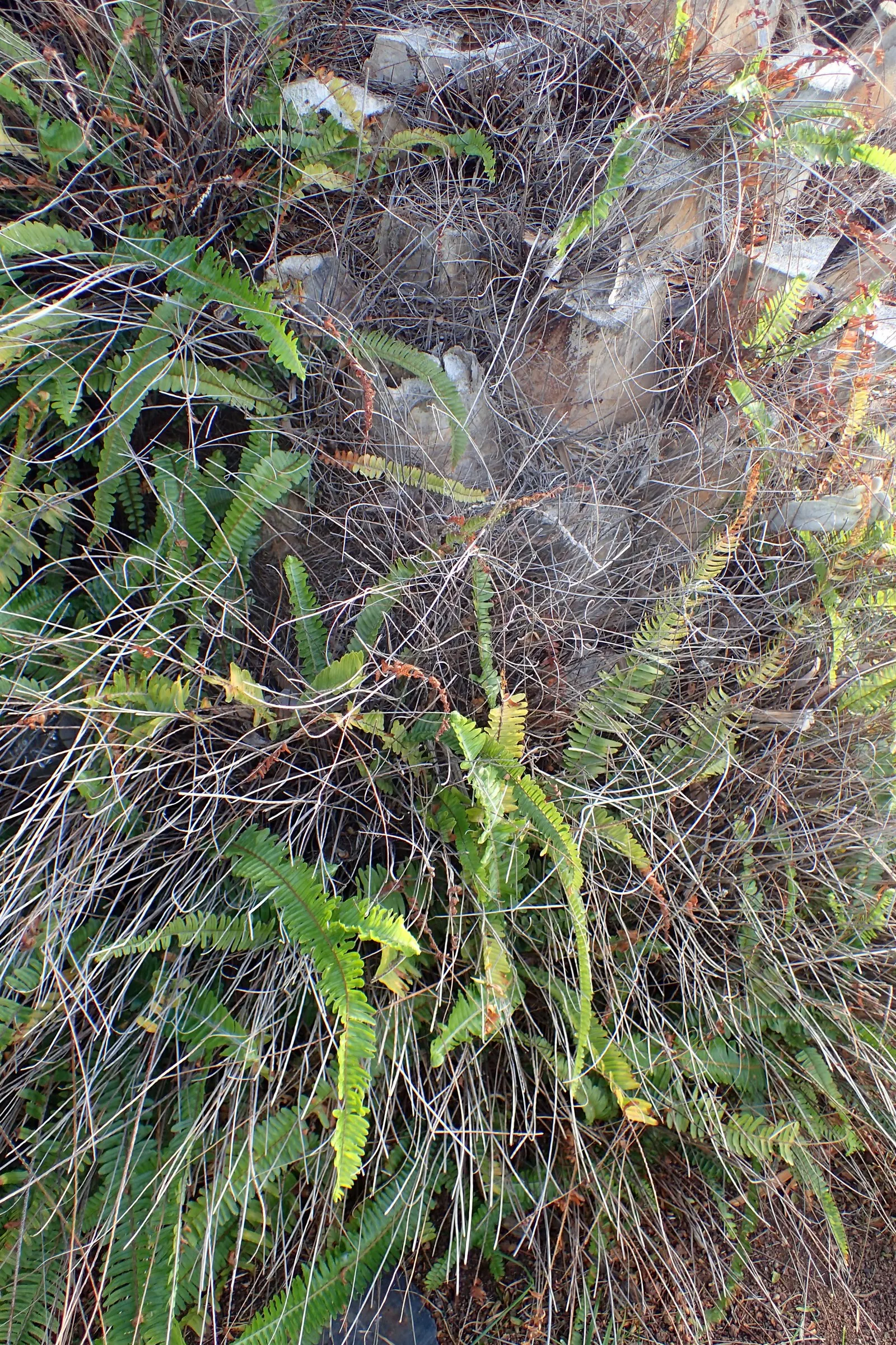 Tropical Sword Fern (Nephrolepis Exaltata) — which can grow to about 3 to 4 feet long