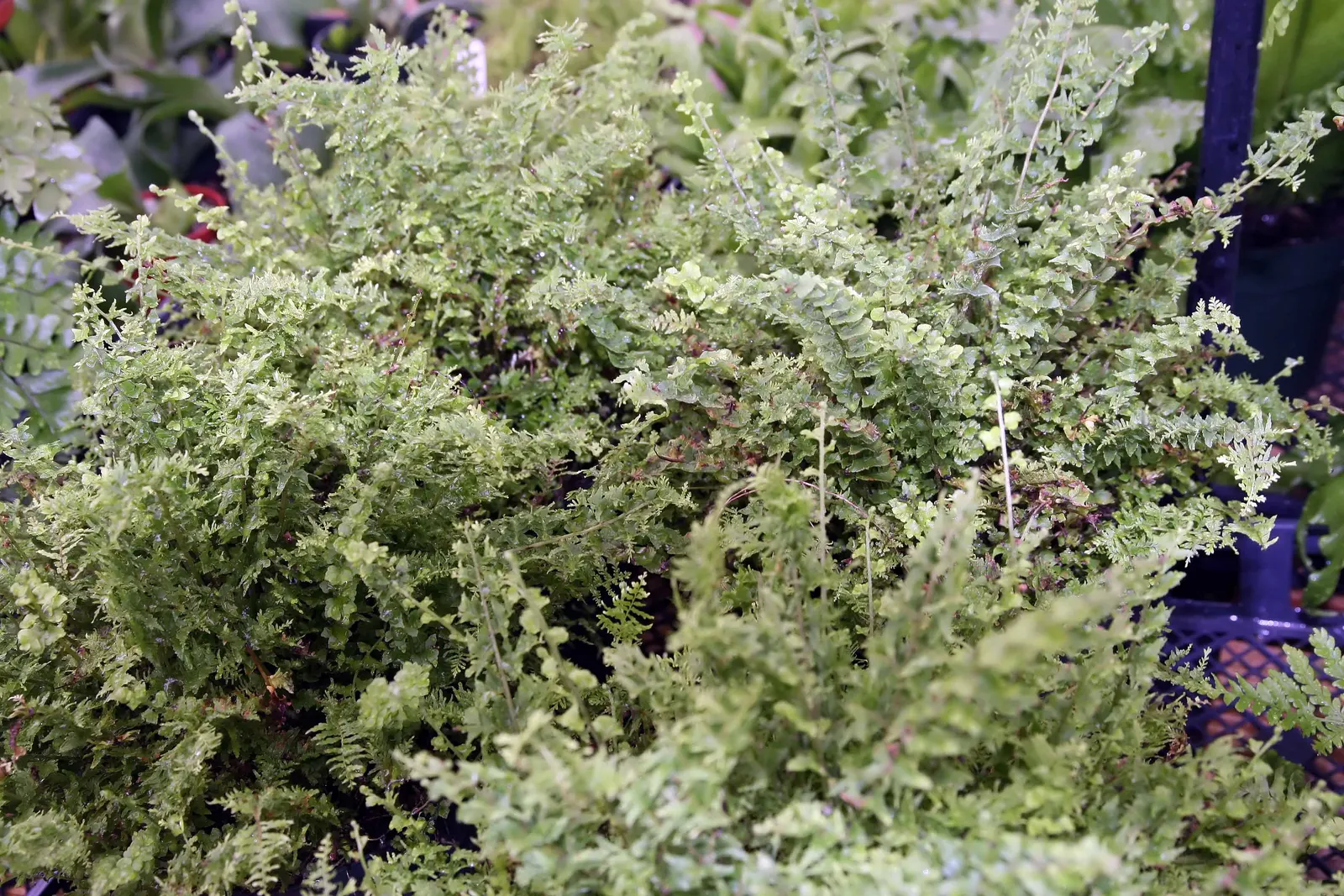 Tropical Sword Fern (Nephrolepis Exaltata) — It's not drought-tolerant and should thus be strategically placed in areas where it can be watered, image 40