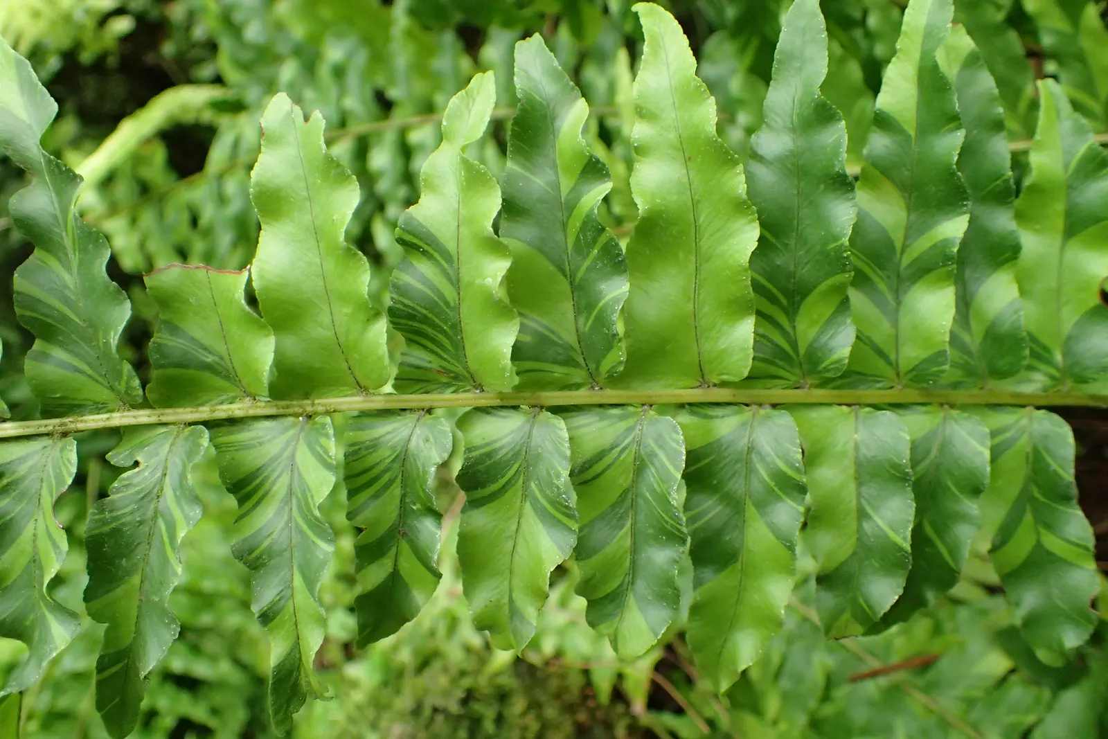 Tropical Sword Fern (Nephrolepis Exaltata) — commonly known as the Boston Fern; which can grow to about 3 to 4 feet long, image 55