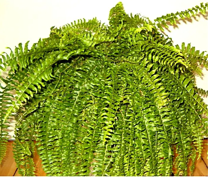 Tropical Sword Fern (Nephrolepis Exaltata) — well-drained soil with partial to full shade; commonly known as the Boston Fern, image 51
