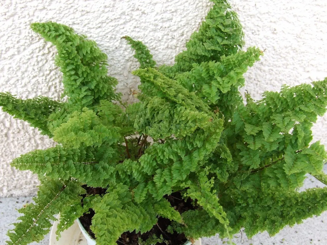 Tropical Sword Fern (Nephrolepis Exaltata) — is an evergreen perennial fern reaching 3-4 feet in height/width; particularly for its lush and arching fronds