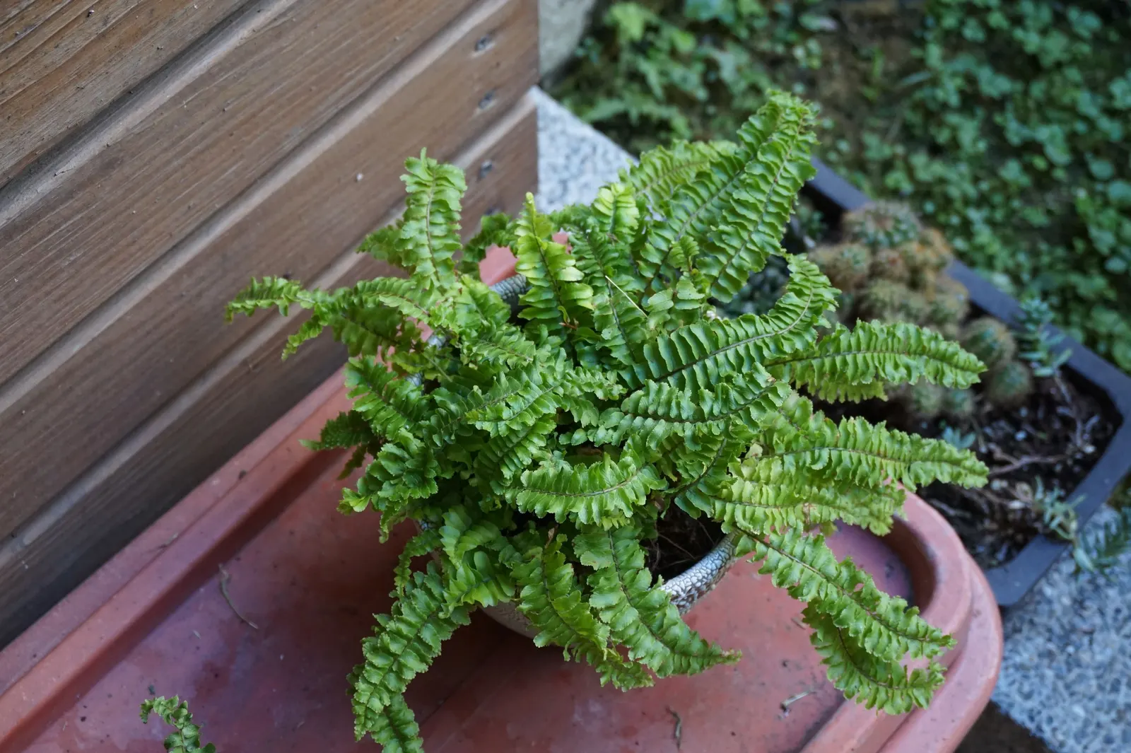 Tropical Sword Fern (Nephrolepis Exaltata) — commonly known as the Boston Fern
