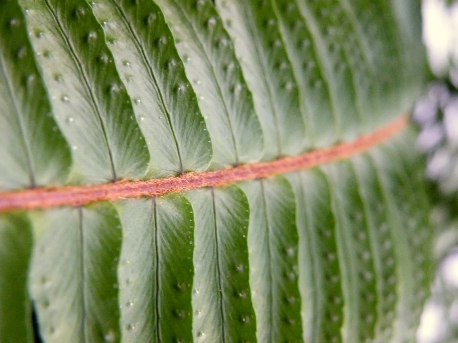 Tropical Sword Fern (Nephrolepis Exaltata) — fern for full or half or shade; its adaptability makes it suitable for container plantings, image 92