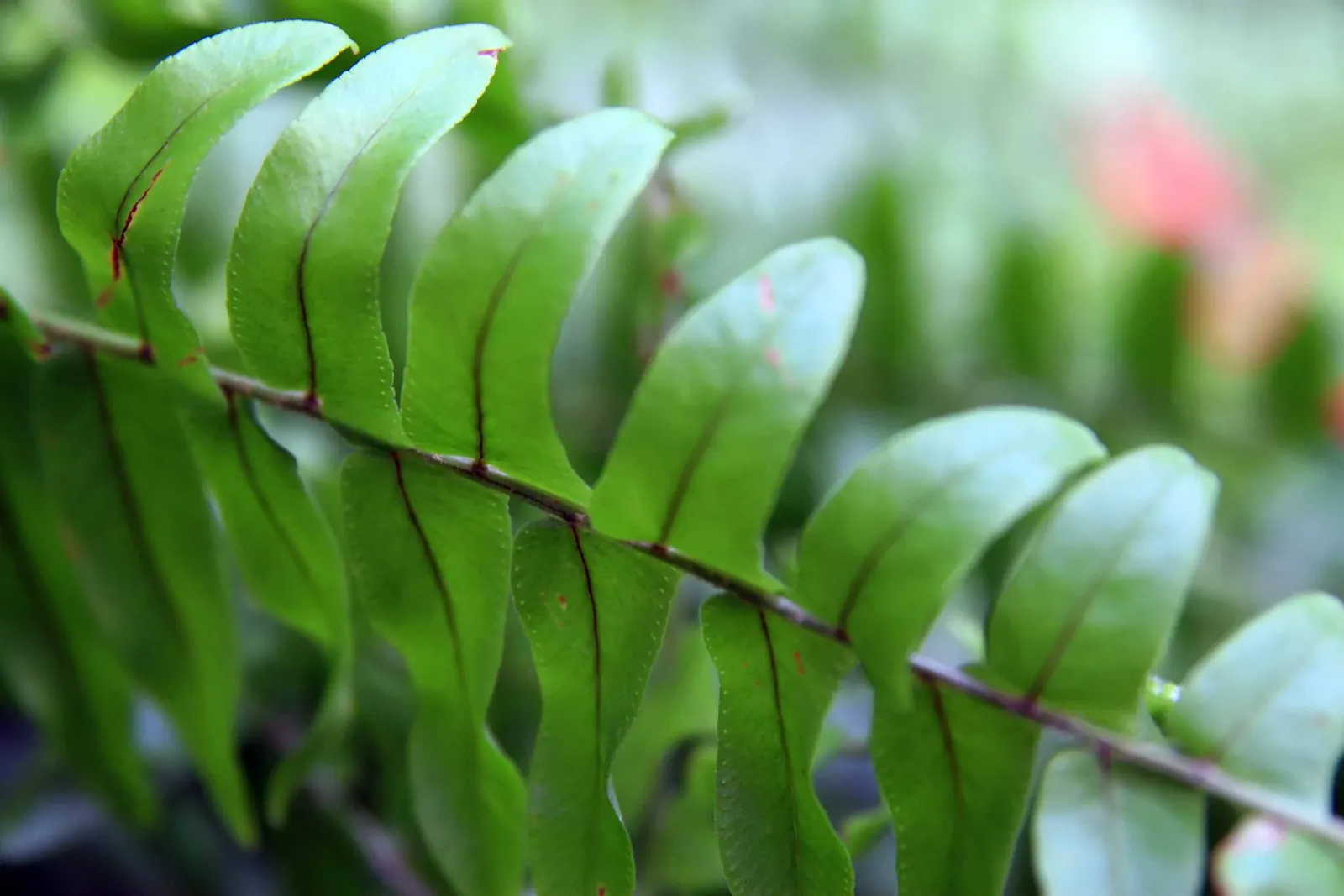 Tropical Sword Fern (Nephrolepis Exaltata) — is evenly spaced along the rachis (the central stem of the frond); is an evergreen perennial that, image 61