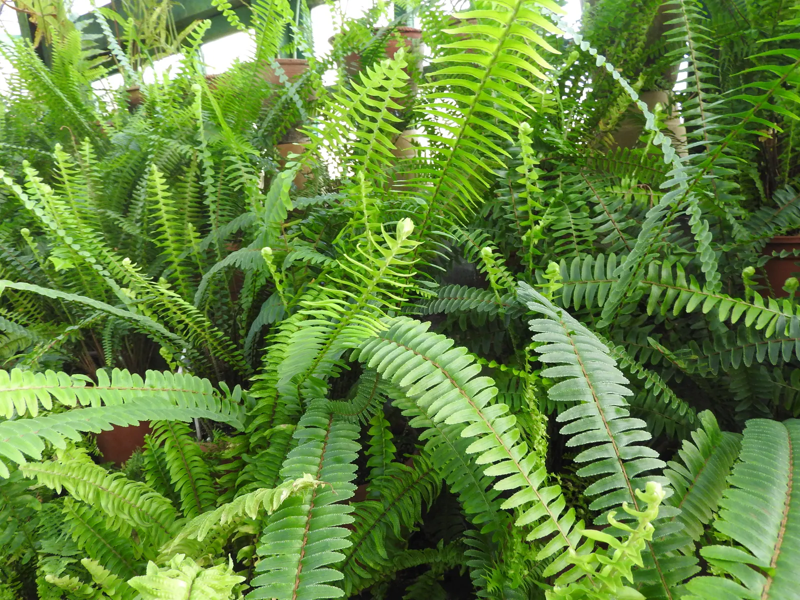 Tropical Sword Fern (Nephrolepis Exaltata) — and is an excellent choice for ground cover or container planting; further adding to its symmetrical, image 75