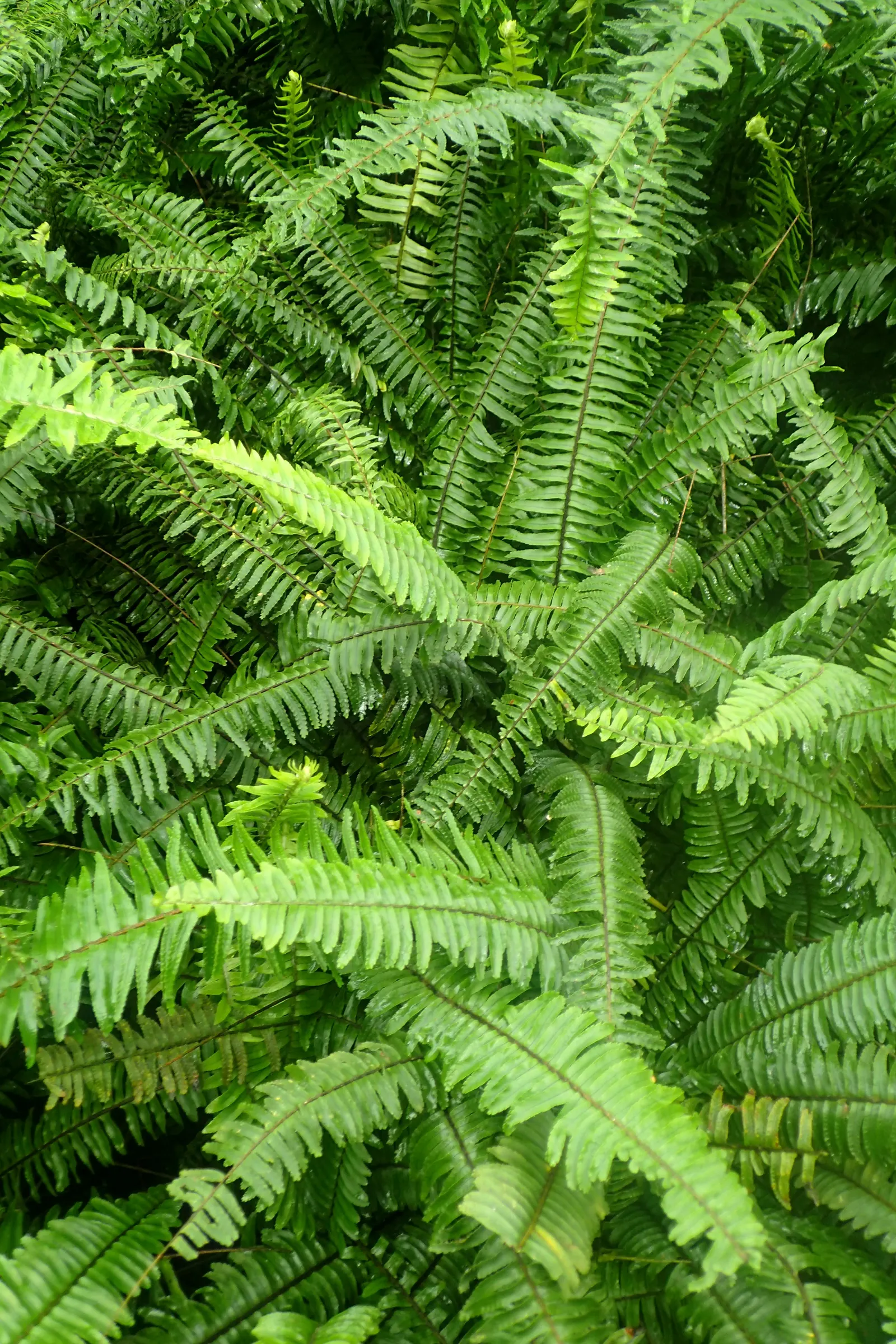 Tropical Sword Fern (Nephrolepis Exaltata) — well-drained soil with partial to full shade