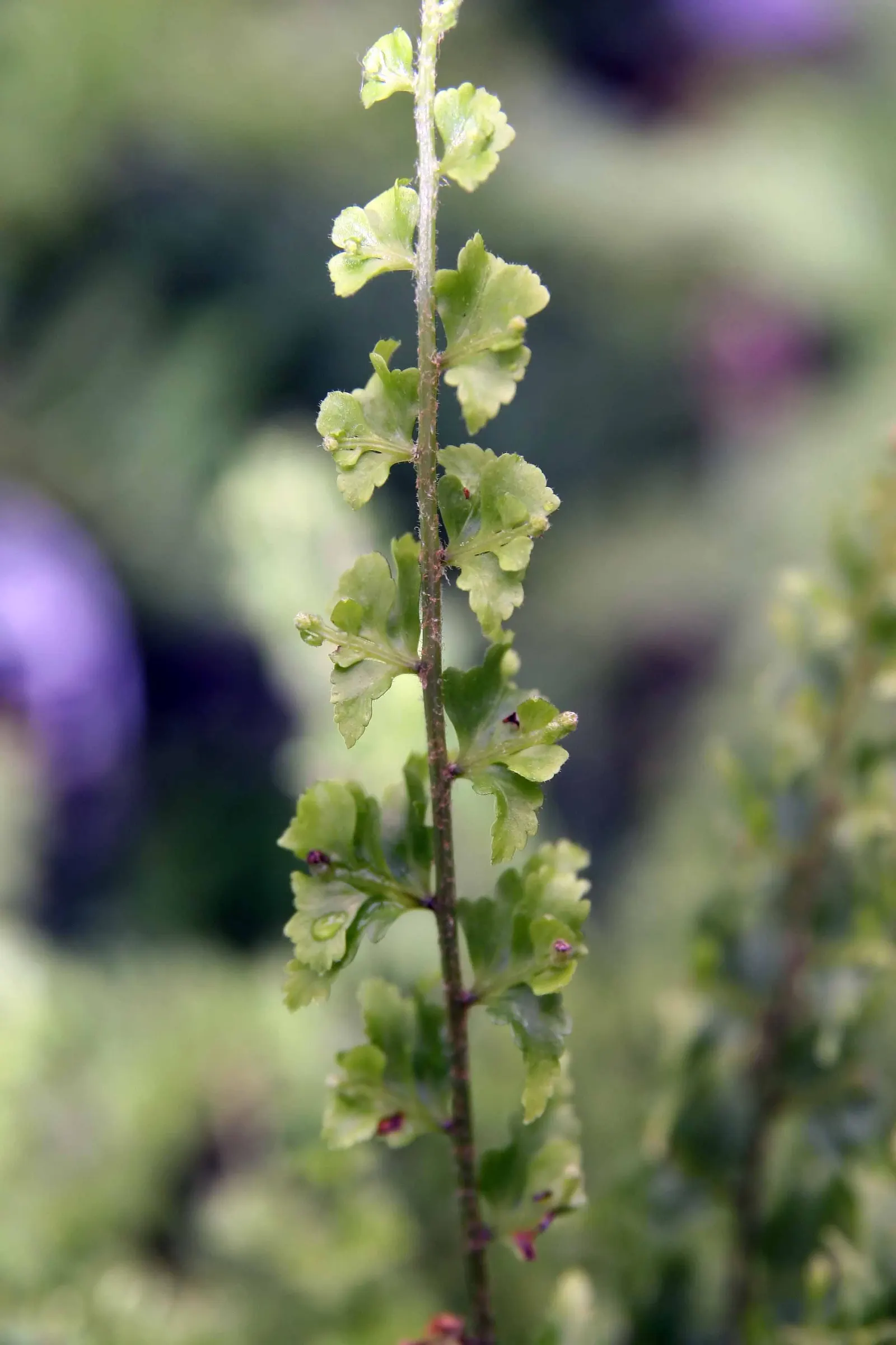 Tropical Sword Fern (Nephrolepis Exaltata) — fern for full or half or shade