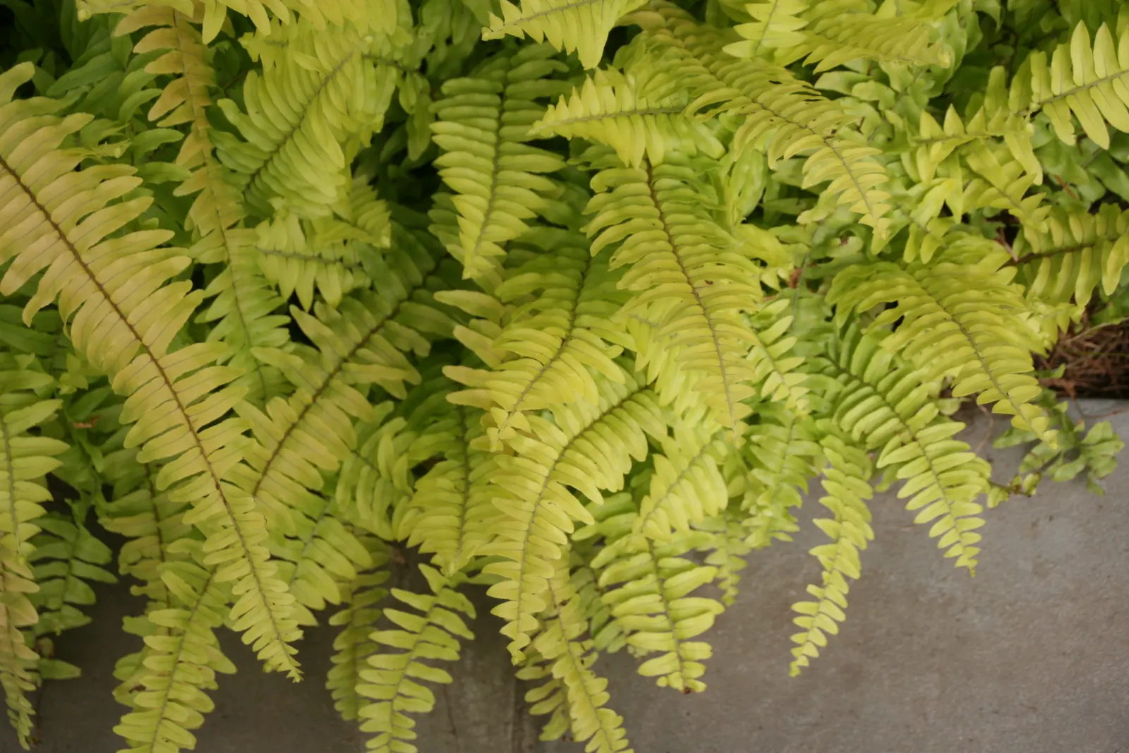 Tropical Sword Fern (Nephrolepis Exaltata) — further adding to its symmetrical appeal.<br><br>For optimal health; it's not drought-tolerant and, image 62