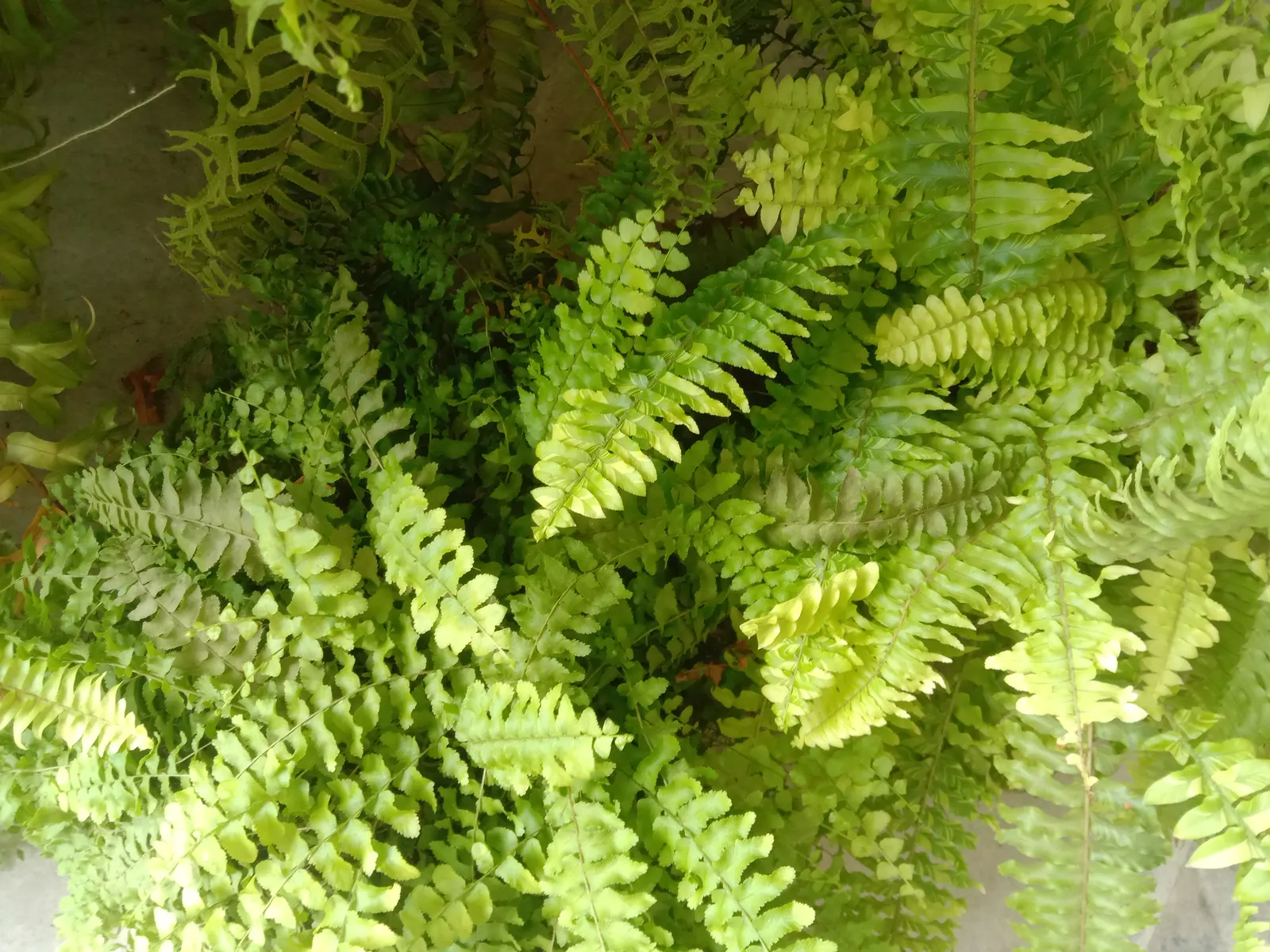 Tropical Sword Fern (Nephrolepis Exaltata) — With a hardiness range of USDA zones 9 to 11; the Tropical Sword Fern (Nephrolepis exaltata), image 64
