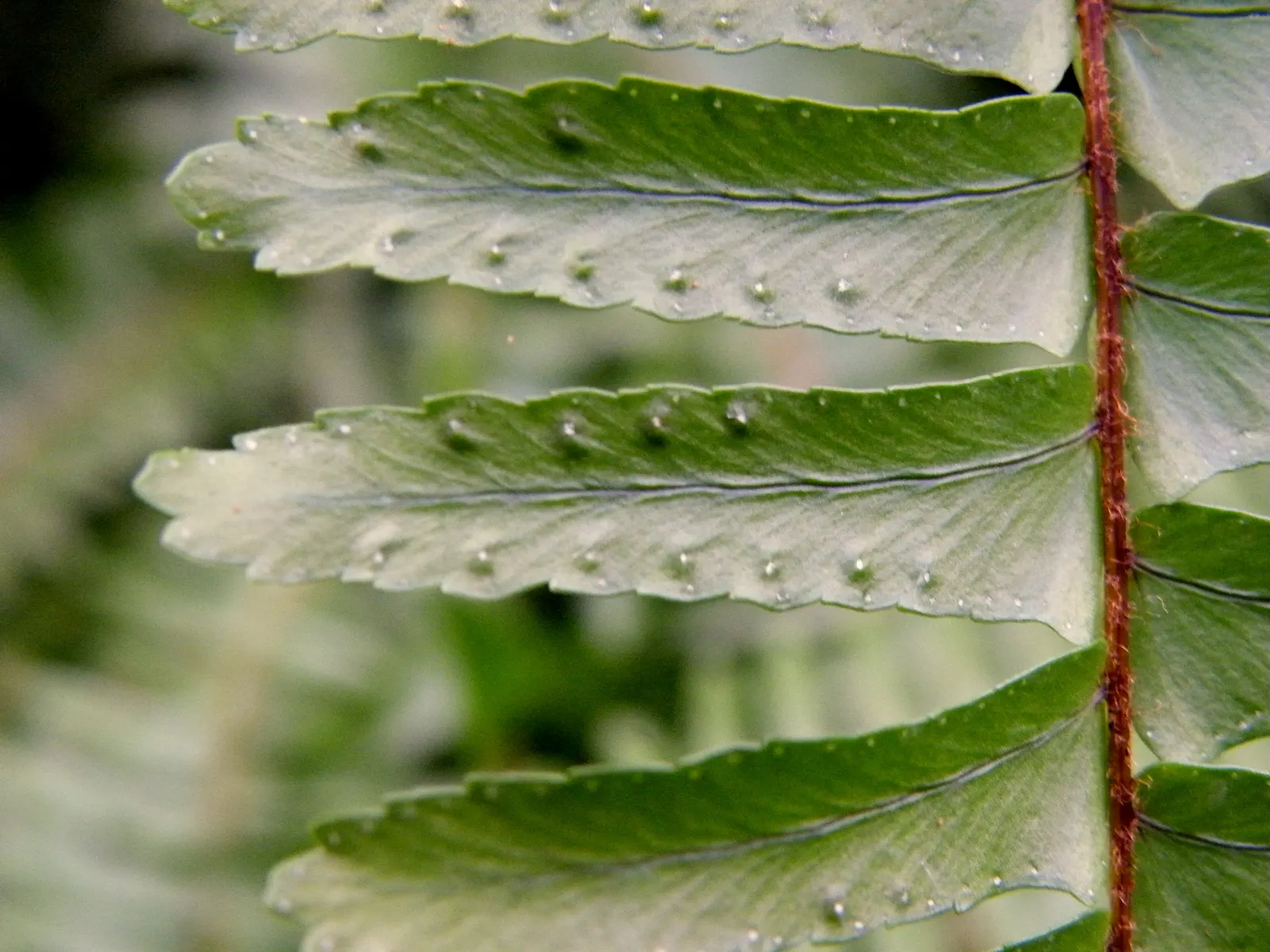 Tropical Sword Fern (Nephrolepis Exaltata) — This fern is native to tropical regions but has adapted to a variety of climates, image 35