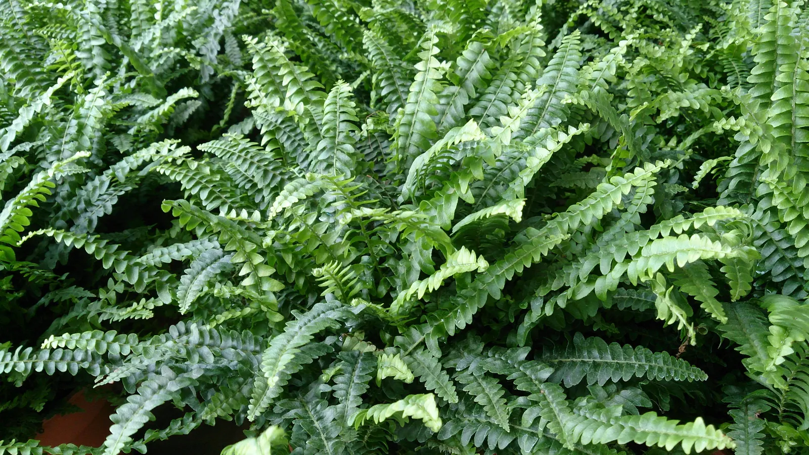 Tropical Sword Fern (Nephrolepis Exaltata) — It's not drought-tolerant and should thus be strategically placed in areas where it can be watered, image 86