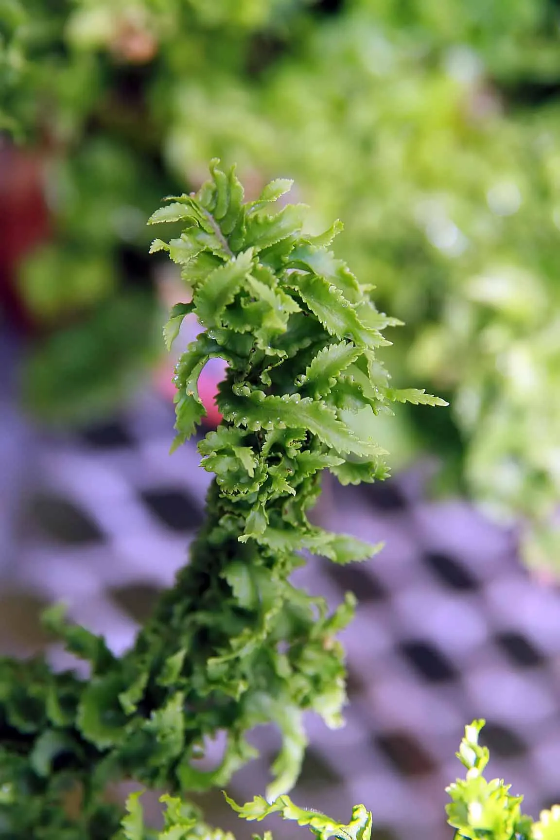 Tropical Sword Fern (Nephrolepis Exaltata) — particularly for its lush and arching fronds that can add a touch of elegance to any garden setting, image 80
