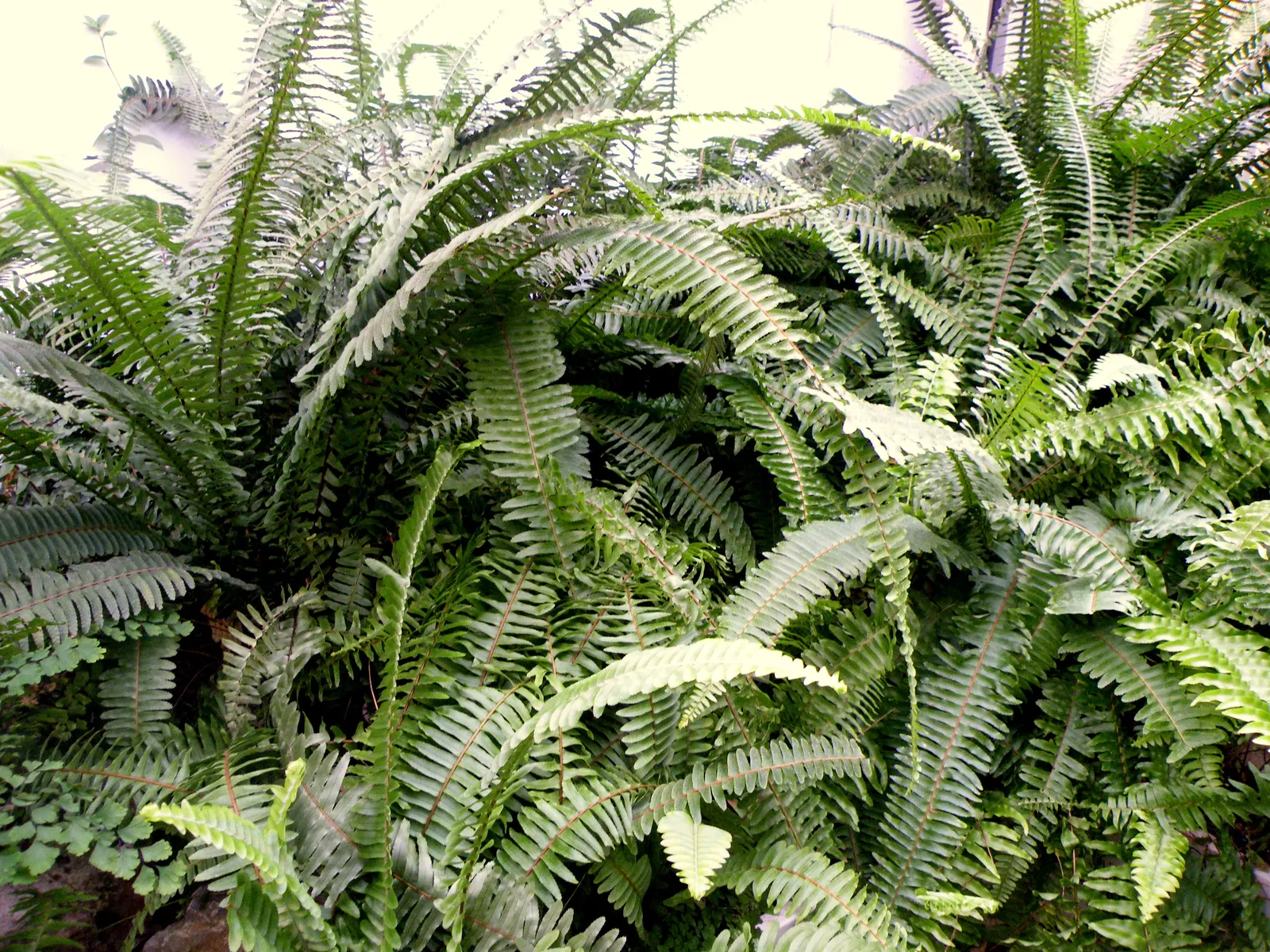 Tropical Sword Fern (Nephrolepis Exaltata) — commonly known as the Tropical Sword Fern; this fern thrives in moist