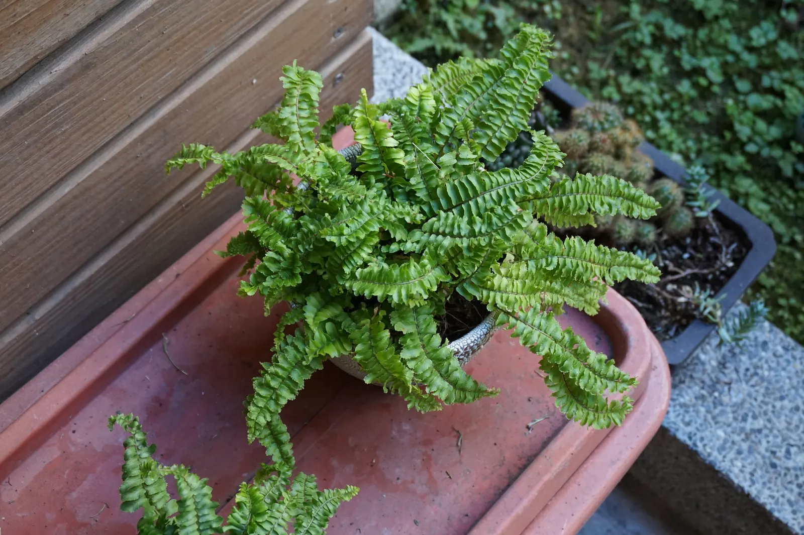 Tropical Sword Fern (Nephrolepis Exaltata) — creating a serene and tropical atmosphere within any garden design; allowing for a full-bodied appearance