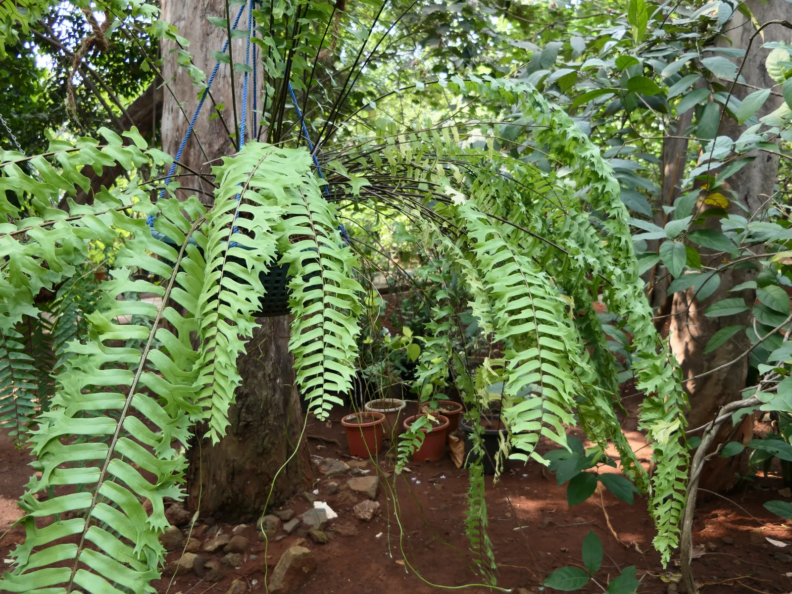 Tropical Sword Fern (Nephrolepis Exaltata) — further adding to its symmetrical appeal.<br><br>For optimal health