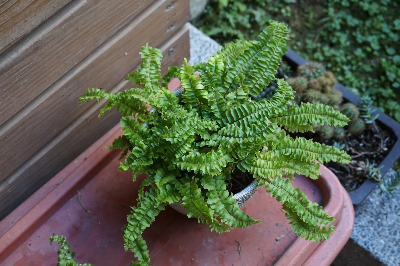 Tropical Sword Fern (Nephrolepis Exaltata) — Its adaptability makes it suitable for container plantings; creating a serene and tropical atmosphere, image 89