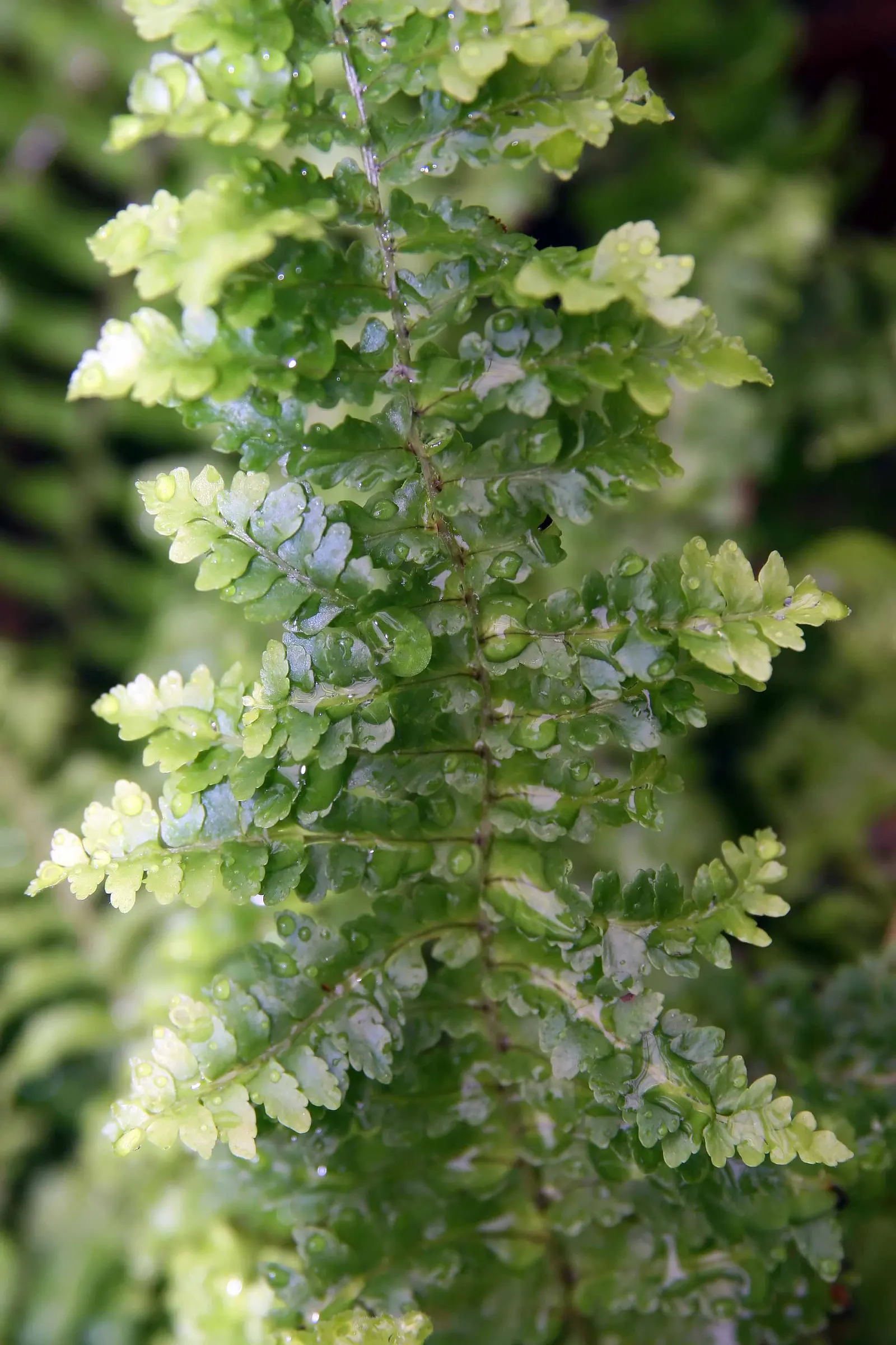 Tropical Sword Fern (Nephrolepis Exaltata) — commonly known as the Boston Fern; which can grow to about 3 to 4 feet long