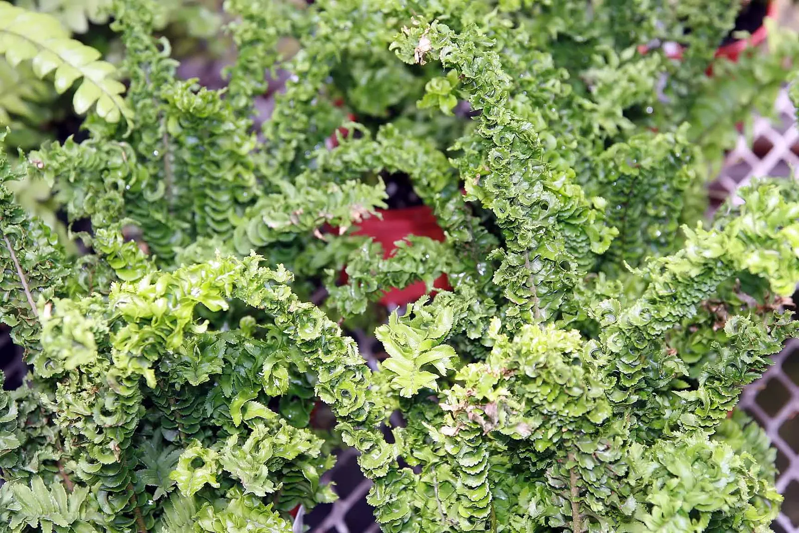 Tropical Sword Fern (Nephrolepis Exaltata) — and is an excellent choice for ground cover or container planting