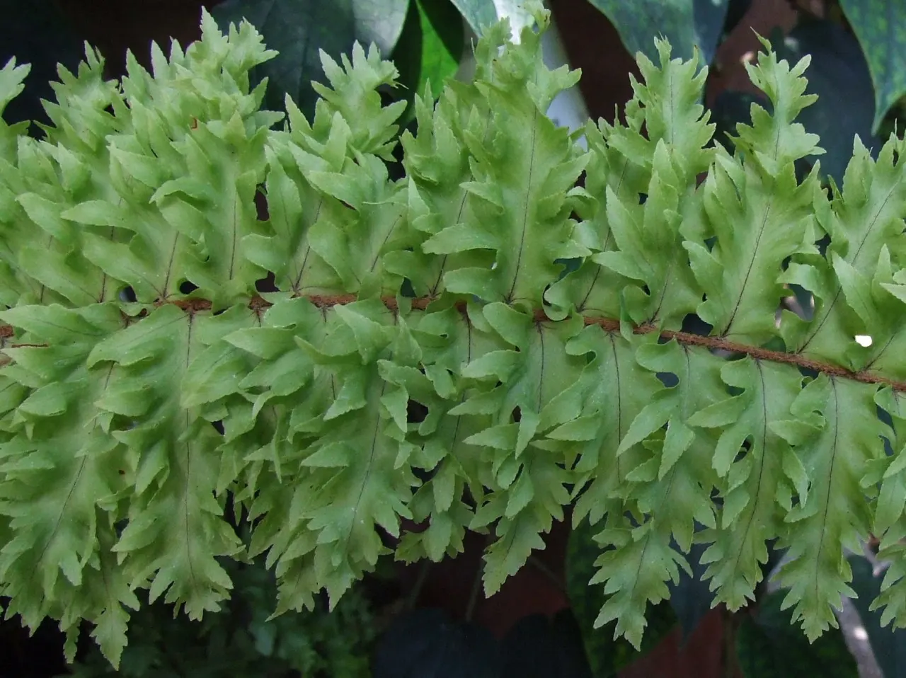 Tropical Sword Fern (Nephrolepis Exaltata) — Its adaptability makes it suitable for container plantings; creating a serene and tropical atmosphere, image 66