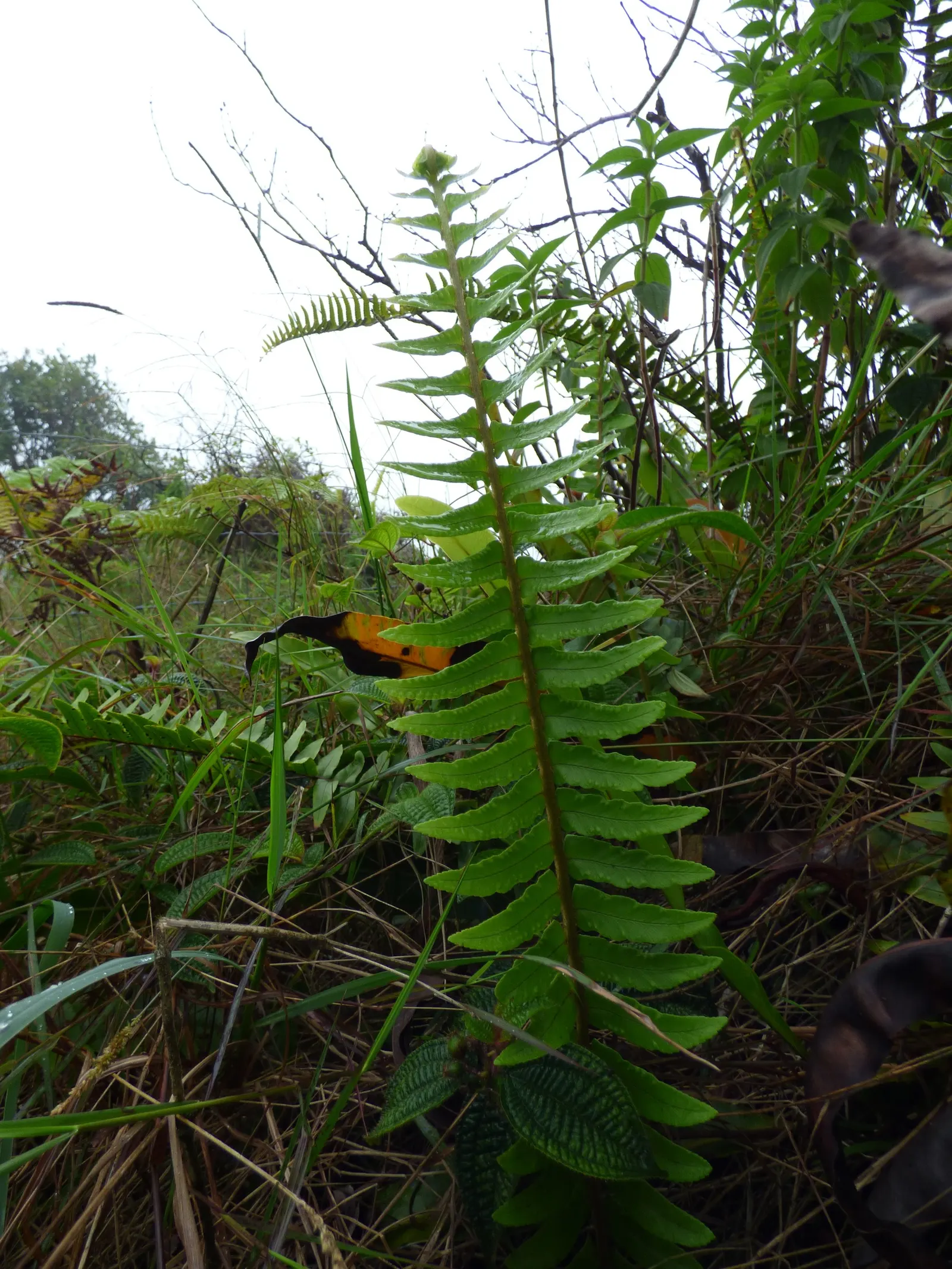 Tropical Sword Fern (Nephrolepis Exaltata) — or as a groundcover in shaded gardens; and is an excellent choice for ground cover or container, image 90