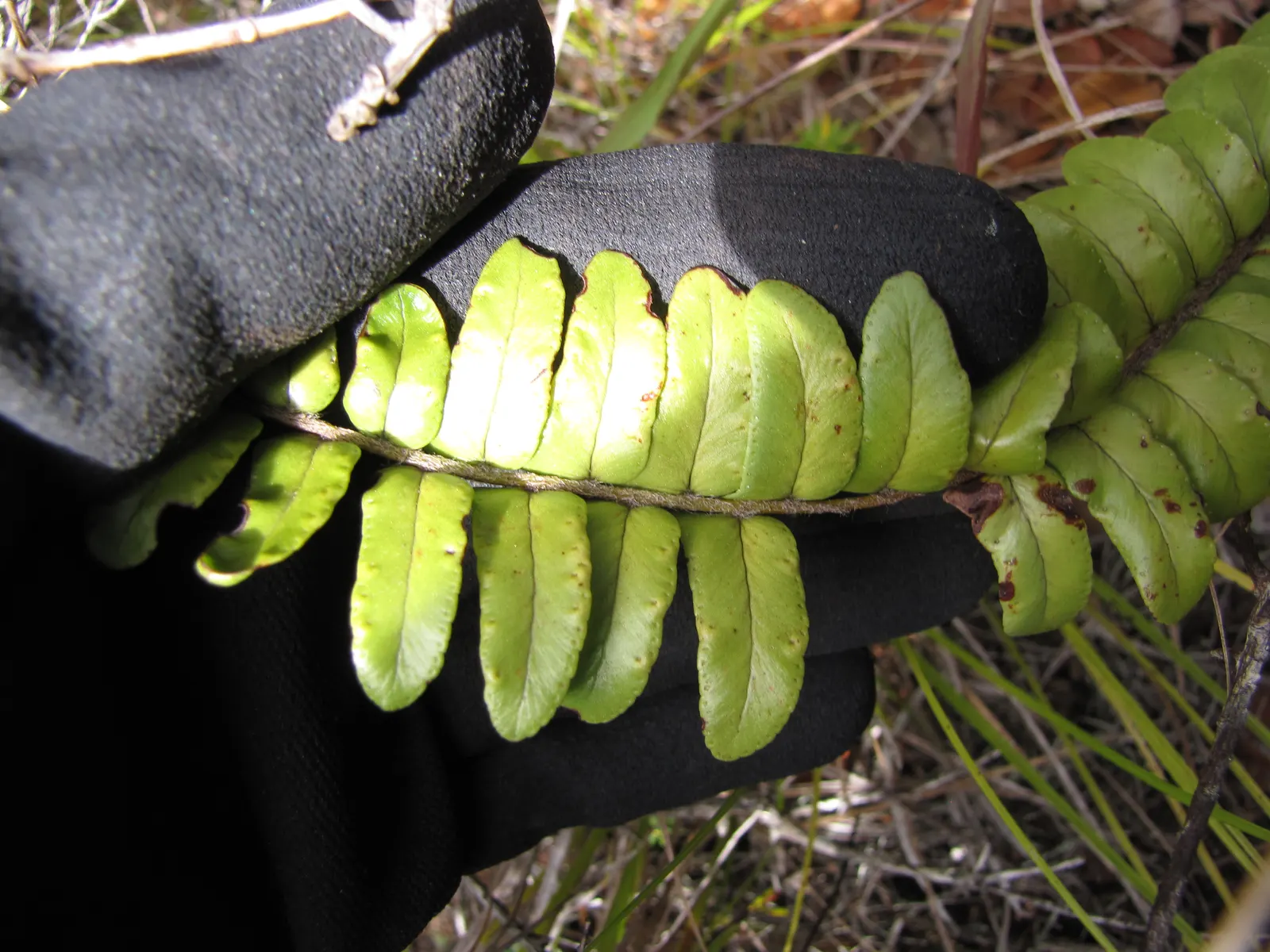 Tropical Sword Fern (Nephrolepis Exaltata) — commonly known as the Tropical Sword Fern; this fern thrives in moist, image 47