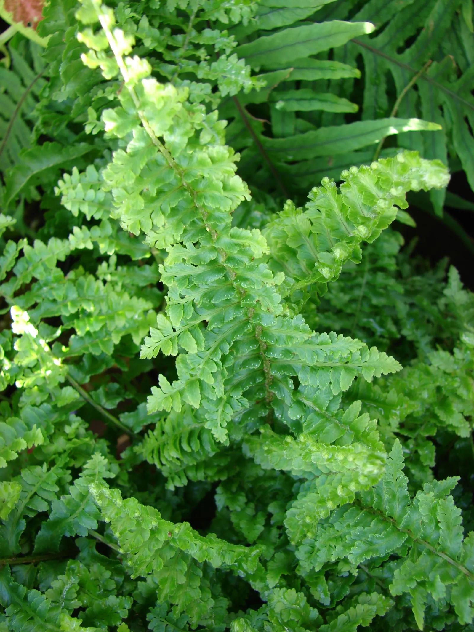 Tropical Sword Fern (Nephrolepis Exaltata) — It's not drought-tolerant and should thus be strategically placed in areas where it can be watered, image 63