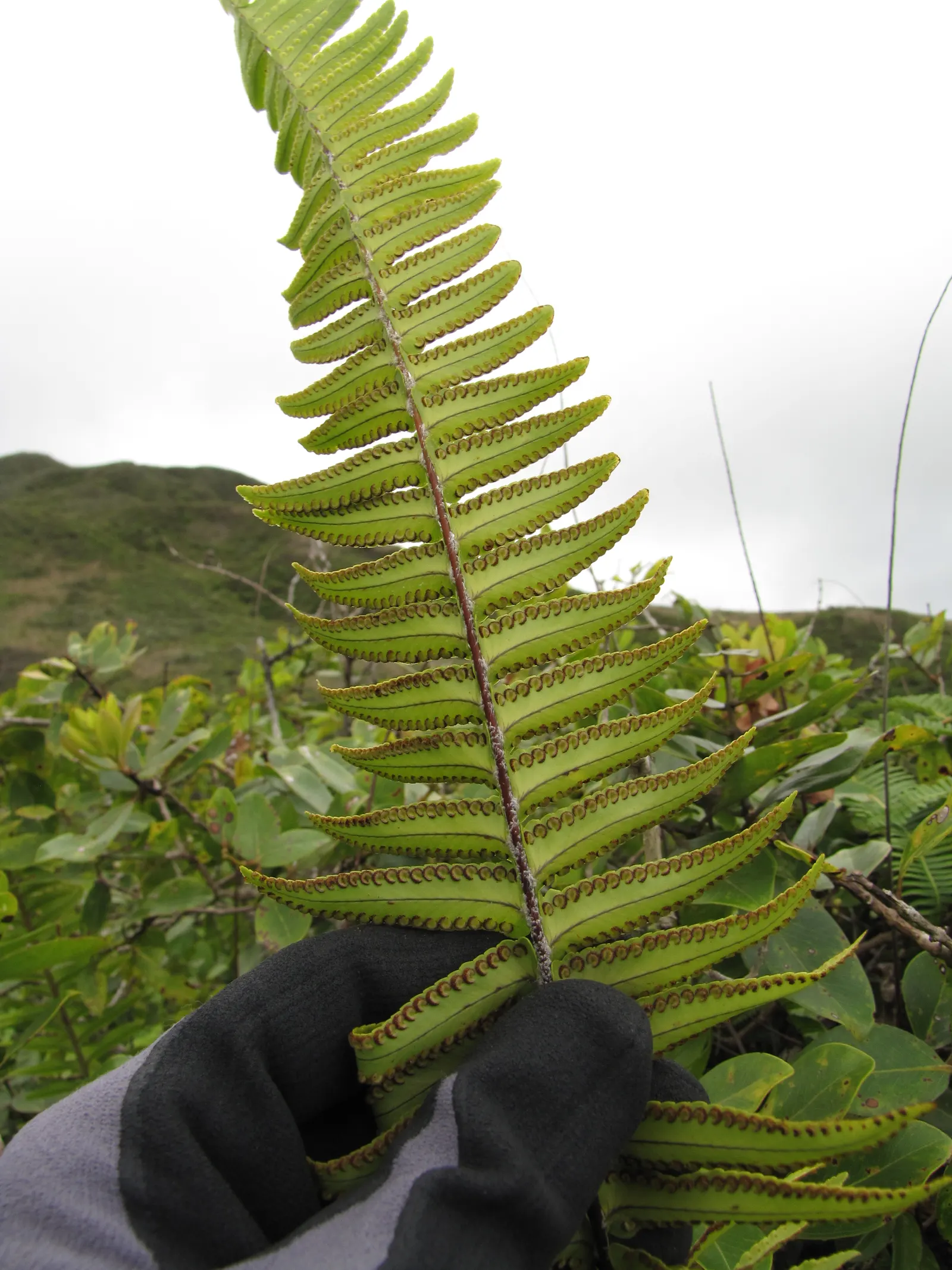 Tropical Sword Fern (Nephrolepis Exaltata) — Its long, arching fronds create dense tufts, ideal for providing lush, tropical texture in shaded areas; with a