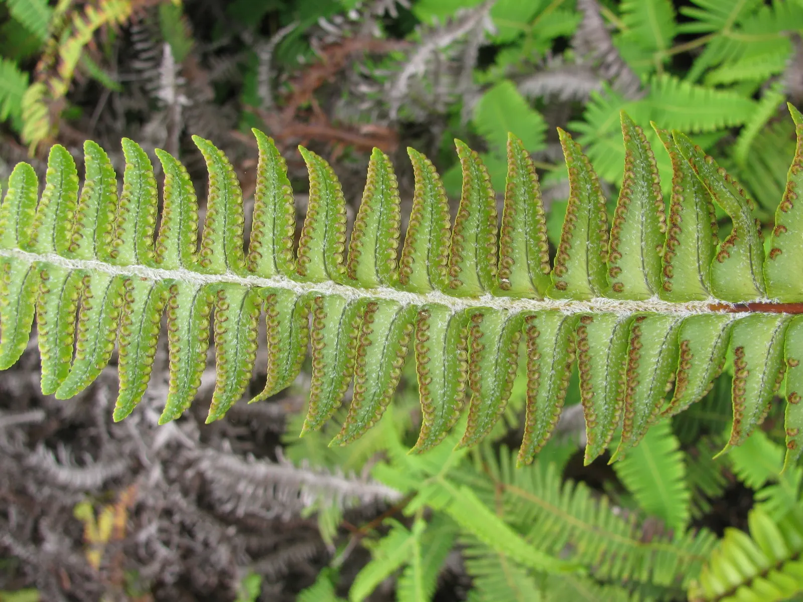 Tropical Sword Fern (Nephrolepis Exaltata) — allowing for a full-bodied appearance; consider its requirements for filtered light and regular watering
