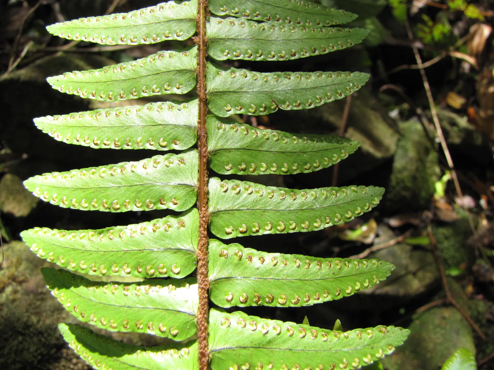 Tropical Sword Fern (Nephrolepis Exaltata) — and is an excellent choice for ground cover or container planting; further adding to its symmetrical, image 52