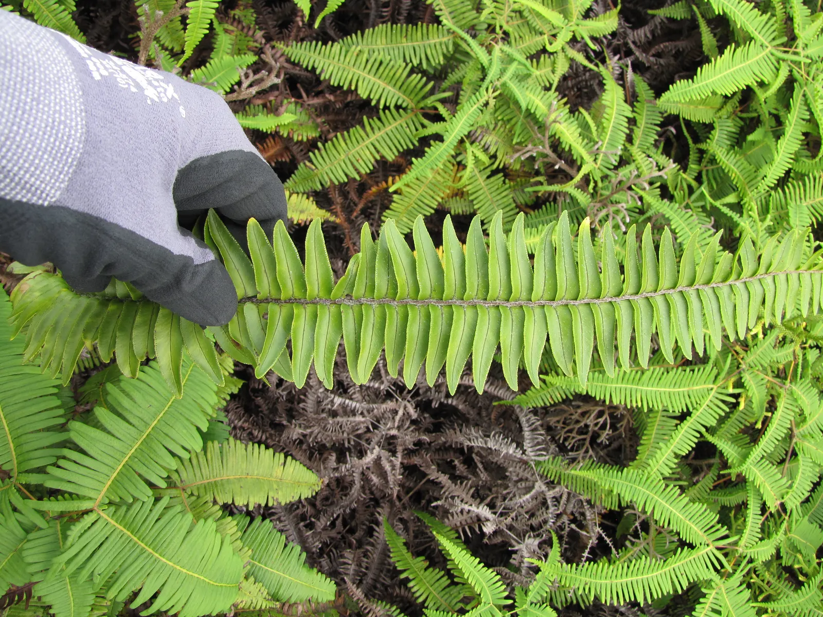 Tropical Sword Fern (Nephrolepis Exaltata) — creating a serene and tropical atmosphere within any garden design; allowing for a full-bodied, image 68