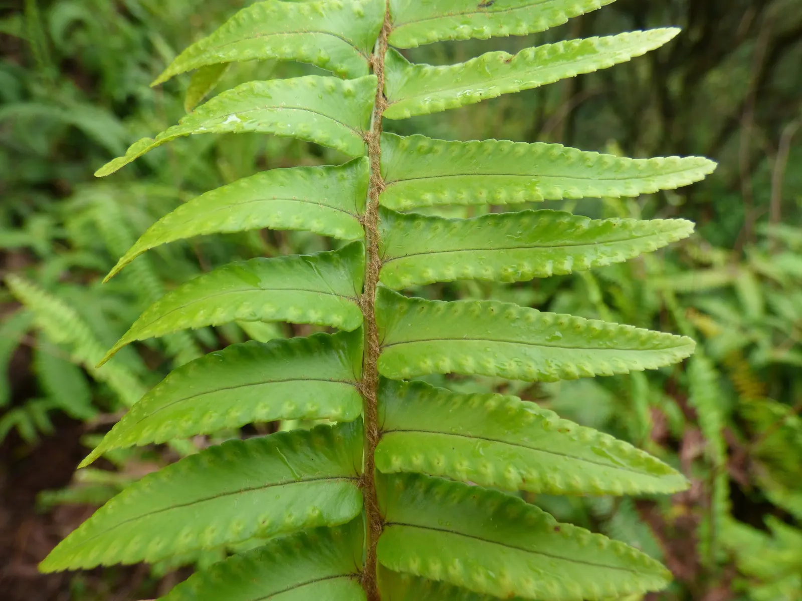 Tropical Sword Fern (Nephrolepis Exaltata) — is evenly spaced along the rachis (the central stem of the frond); is an evergreen perennial that enjoys