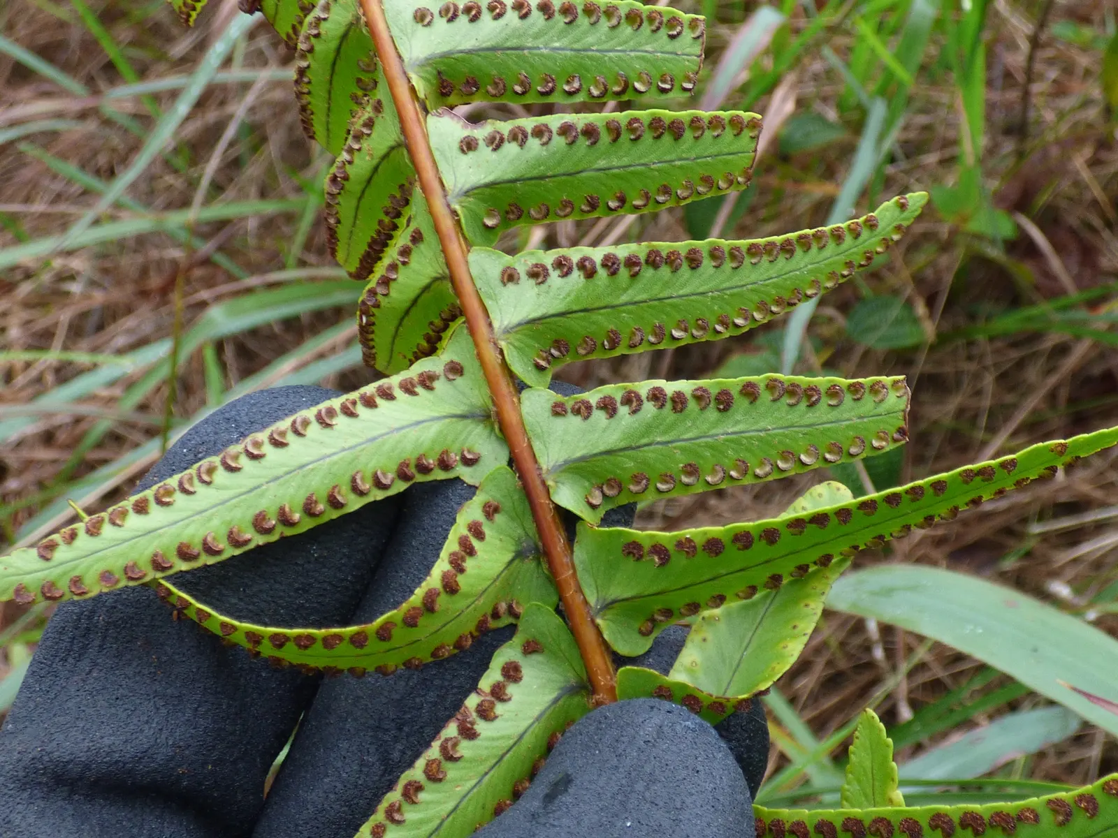 Tropical Sword Fern (Nephrolepis Exaltata) — is an evergreen perennial fern reaching 3-4 feet in height/width; particularly for its lush and, image 71