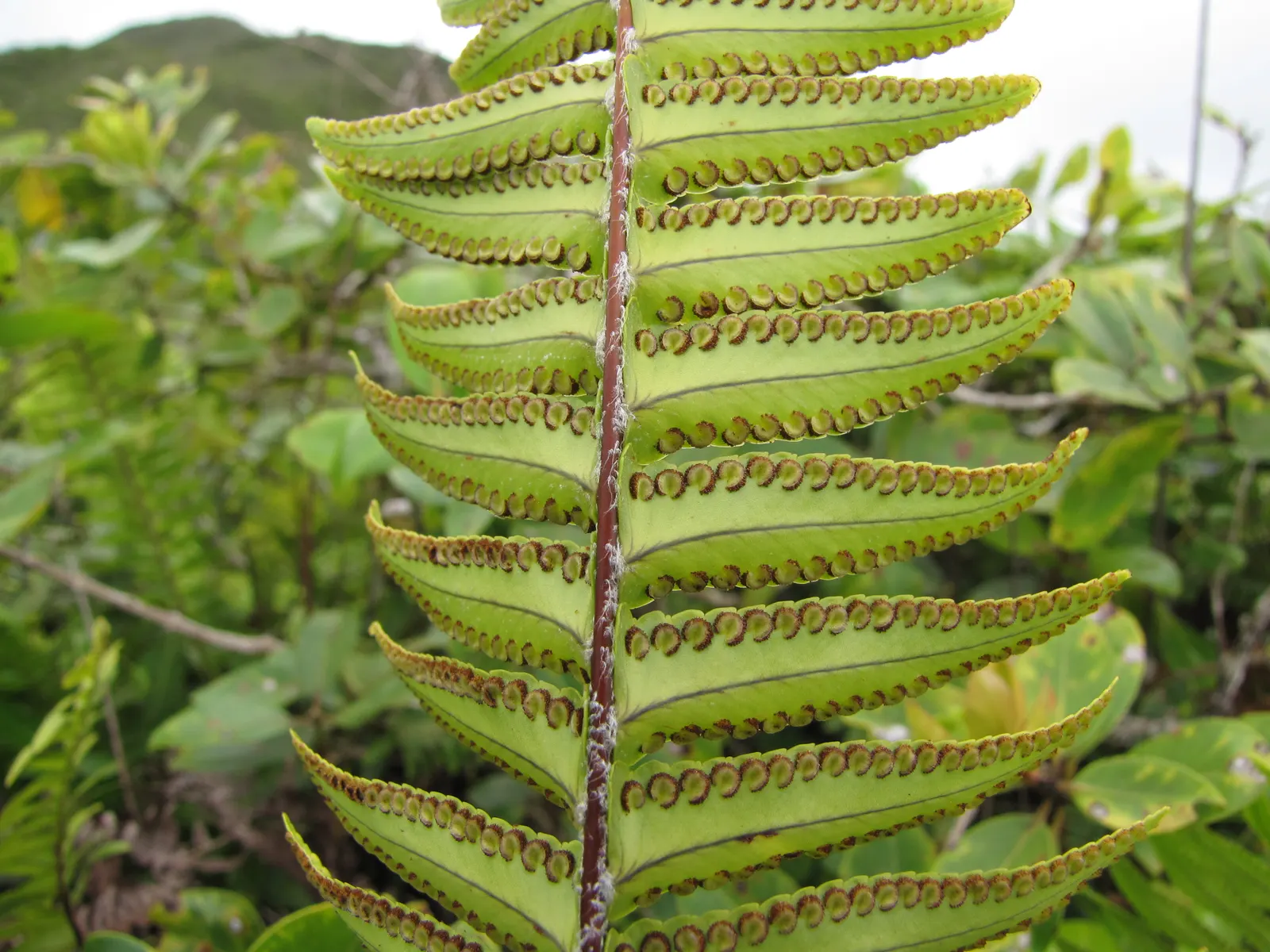 Tropical Sword Fern (Nephrolepis Exaltata) — Its adaptability makes it suitable for container plantings