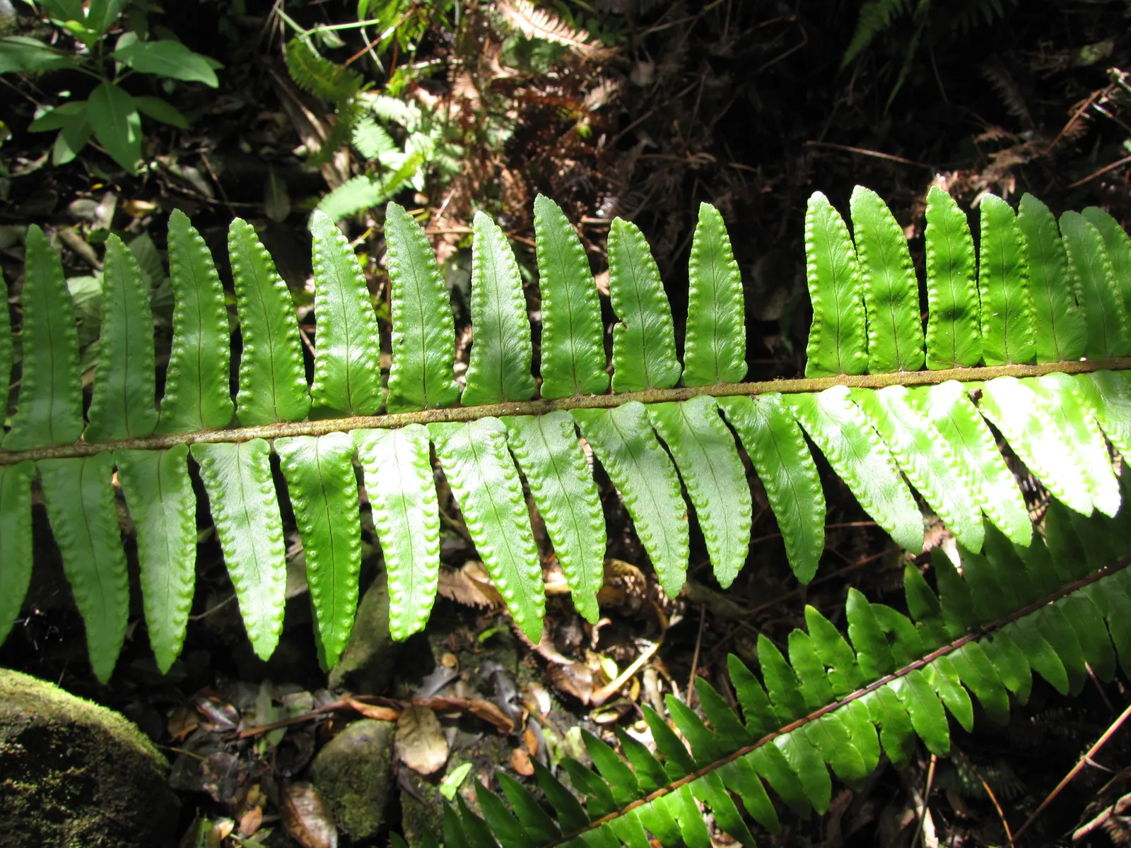 Tropical Sword Fern (Nephrolepis Exaltata) — Its long, arching fronds create dense tufts, ideal for providing lush, tropical texture in shaded, image 95
