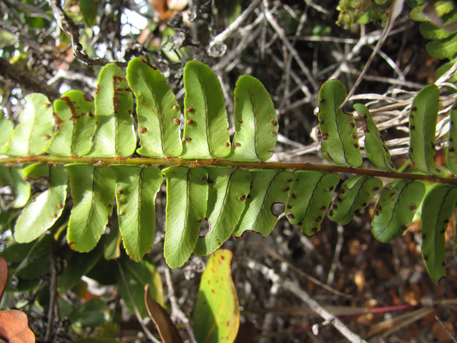 Tropical Sword Fern (Nephrolepis Exaltata) — consider its requirements for filtered light and regular watering; is evenly spaced along the rachis, image 65
