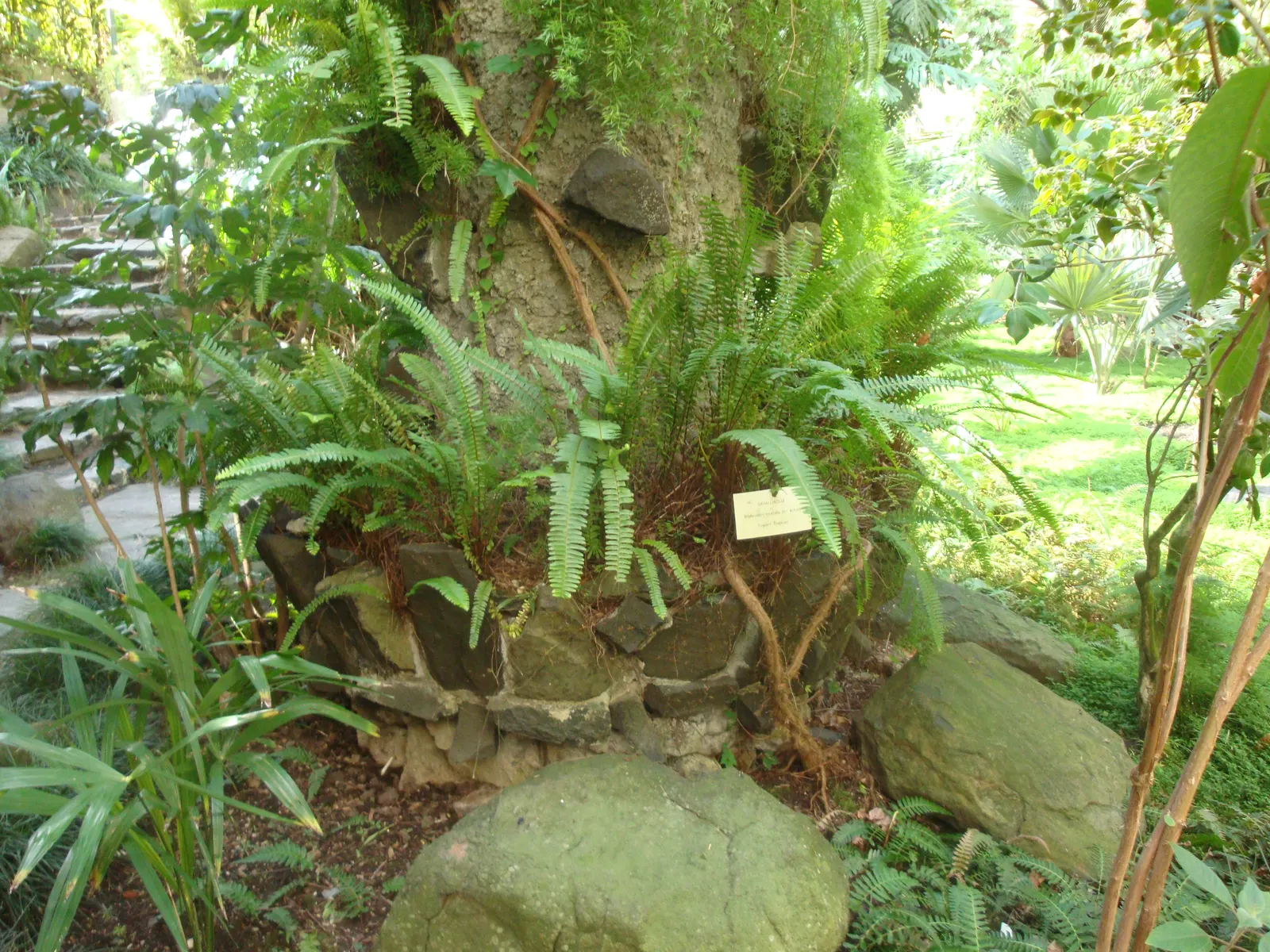 Tropical Sword Fern (Nephrolepis Exaltata) — This fern is native to tropical regions but has adapted to a variety of climates