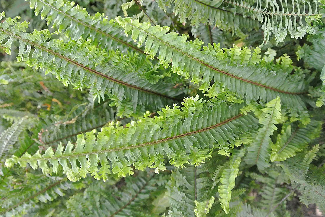 Tropical Sword Fern (Nephrolepis Exaltata) — is an evergreen perennial fern reaching 3-4 feet in height/width