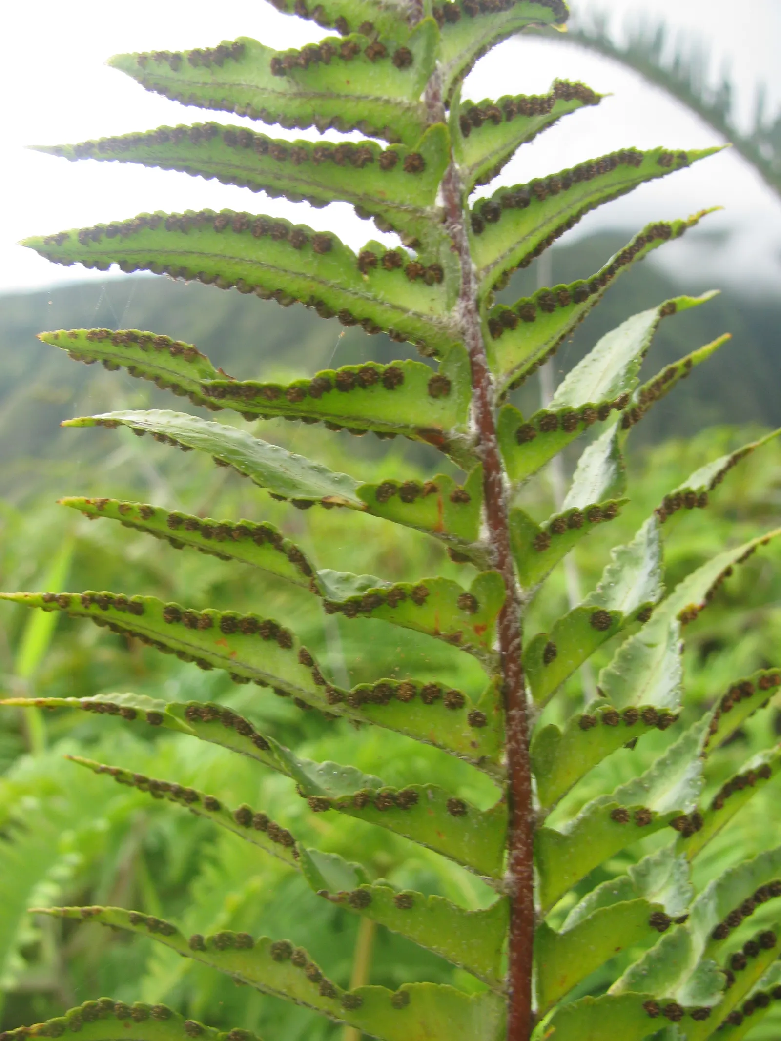 Tropical Sword Fern (Nephrolepis Exaltata) — this fern thrives in moist