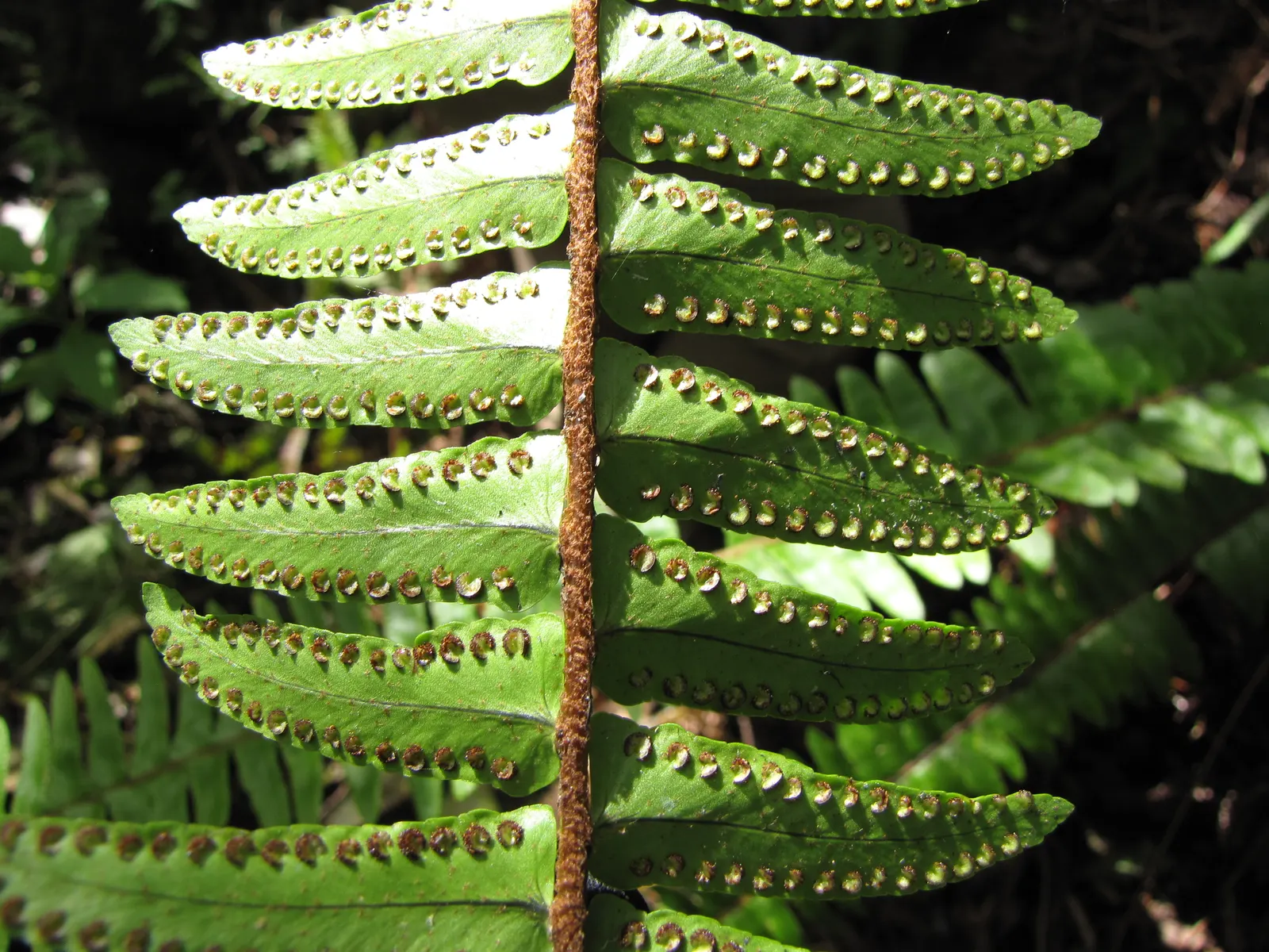 Tropical Sword Fern (Nephrolepis Exaltata) — allowing for a full-bodied appearance
