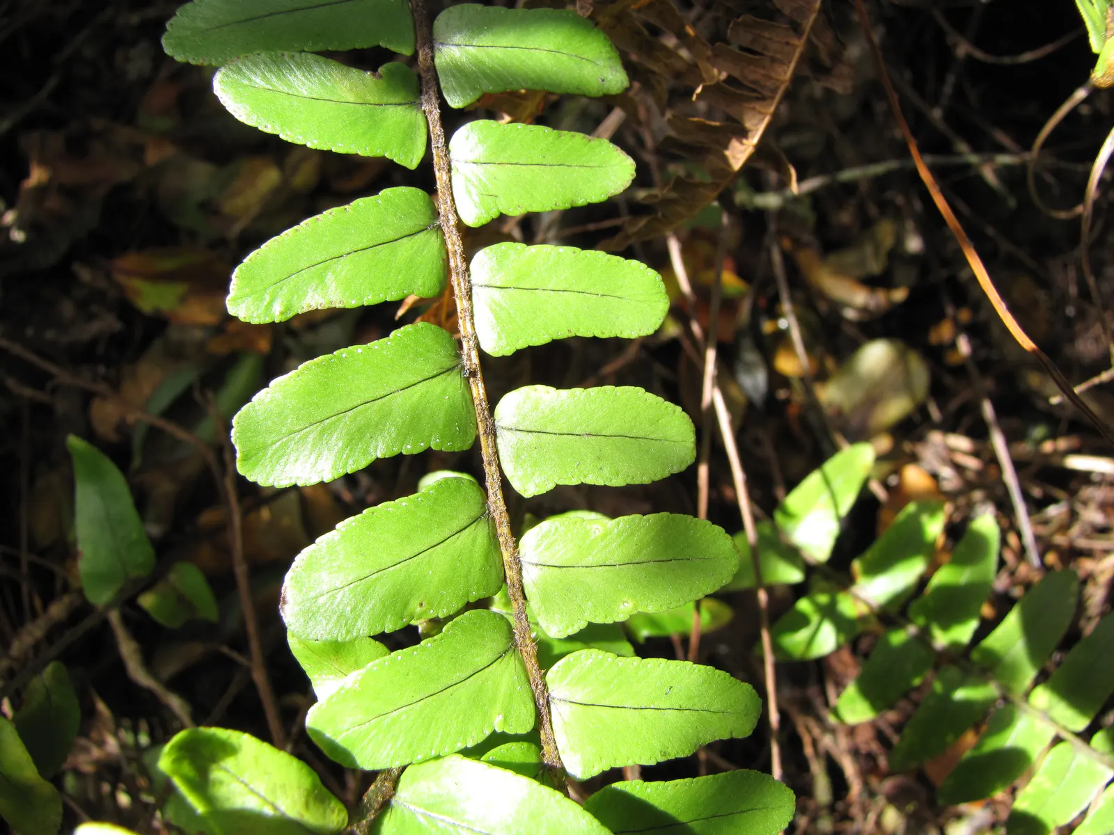 Tropical Sword Fern (Nephrolepis Exaltata) — consider its requirements for filtered light and regular watering